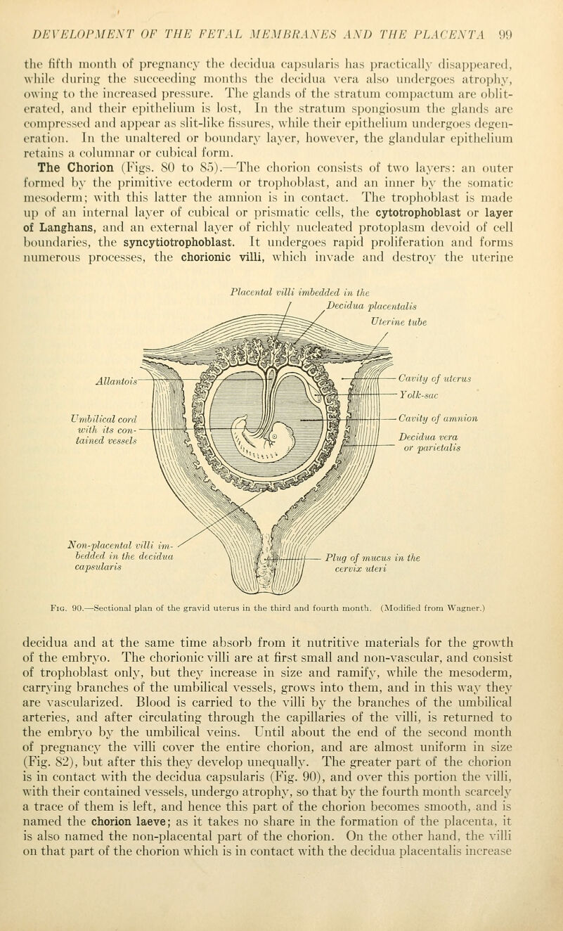 the fifth month of pregnancy the deciduu ('ai)sulari.s has jiractically disappeared, wliile during; the snc('ee<Hng months the (k'cifhui vera also undergoes atrophy, owing to the increased pressure. The glands of the stratum compactum are oblit- erated, and their epithelium is lost. In the stratum spongiosum the glands are compressed and appear as slit-like fissures, while their epithelium undergoes degen- eration. In the unaltered or boundary layer, however, the glandular epithelium retains a columnar or cubical form. The Chorion (Figs. 80 to So).—The chorion consists of two layers: an outer formed by the primitive ectoderm or trophoblast, and an inner by the somatic mesoderm; with this latter the amnion is in contact. The trophoblast is made up of an internal layer of cubical or prismatic cells, the cytotrophoblast or layer of Langhans, and an external layer of richly nucleated protoplasm devoid of cell boundaries, the syncytiotrophoblast. It undergoes rapid proHferation and forms numerous processes, the chorionic villi, which invade and destroy the uterine Placental villi imbedded in the ^Decidua flacentalis Uterine tube Allantois Umbilical cord icith its con- tained vessels Non-placental villi im- hedded' in the decidua capsularis Cavity of uterus Yolk-sac Cavity of amnion Decidua vera or parietalis Plug of mucus in the cervix uteri Fig. 90.—Sectional plan of the gravid uterus in the third and fourth month. (Modified from Wagner.) decidua and at the same time absorb from it nutritive materials for the growth of the embryo. The chorionic villi are at first small and non-vascular, and consist of trophoblast only, but they increase in size and ramify, while the mesoderm, carrying branches of the umbilical vessels, grows into them, and in this way they are vascularized. Blood is carried to the villi by the branches of the umbilical arteries, and after circulating through the capillaries of the villi, is returned to the embryo by the umbilical veins. Until about the end of the second month of pregnancy the villi cover the entire chorion, and are almost uniform in size (Fig. 82), but after this they develop unequally. The greater part of the chorion is in contact with the decidua capsularis (Fig. 90), and over this portion the villi, with their contained vessels, undergo atrophy, so that by the fourth month scarcely a trace of them is left, and hence this part of the chorion becomes smooth, and is named the chorion laeve; as it takes no share in the formation of the placenta, it is also named the non-placental part of the chorion. On the other hand, the villi on that part of the chorion which is in contact with the decidua placentalis increase