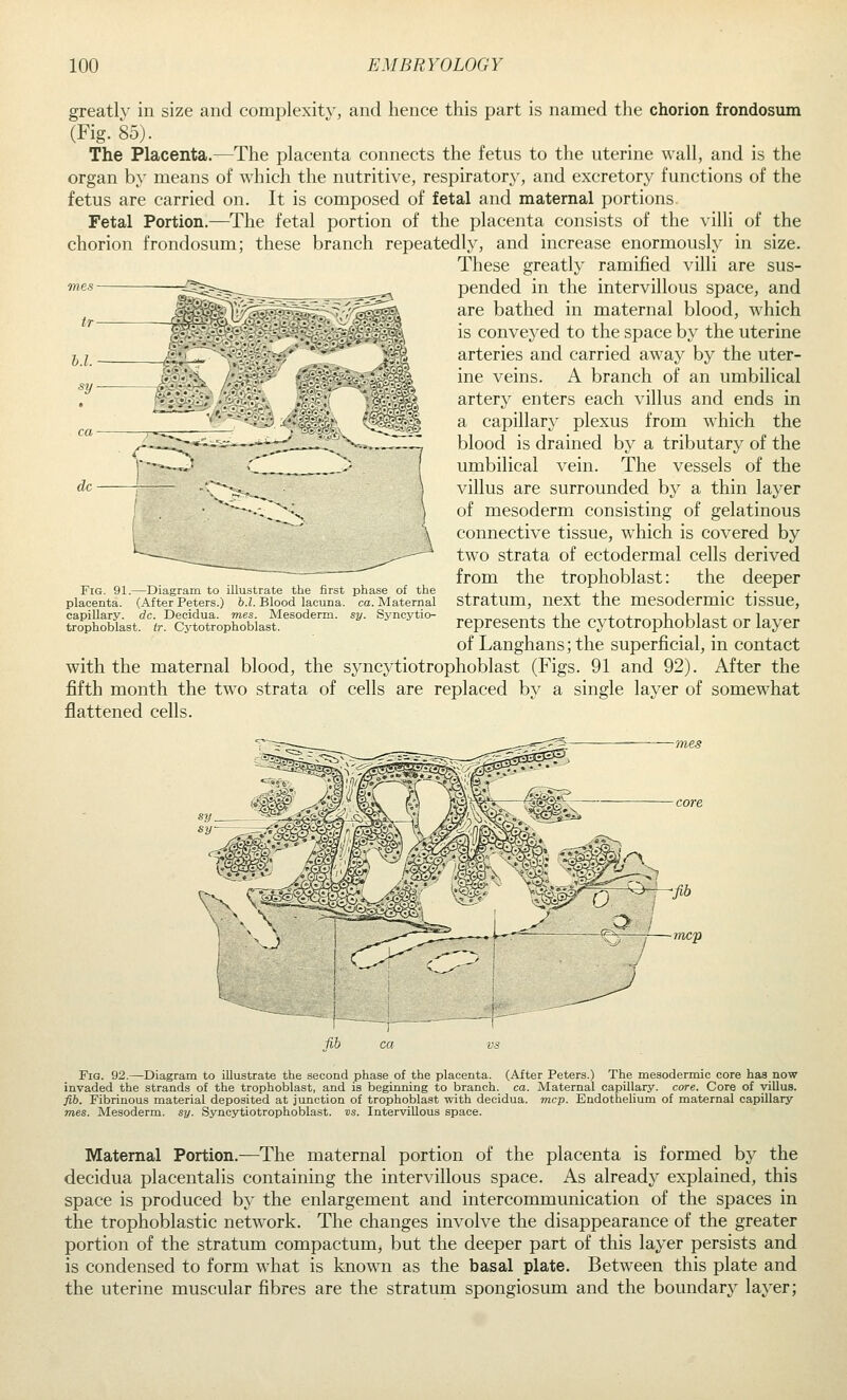 greatly in size and complexity, and hence this part is named the chorion frondosum (Fig. 85). The Placenta.—The placenta connects the fetus to the uterine wall, and is the organ by means of which the nutritive, respiratory, and excretory functions of the fetus are carried on. It is composed of fetal and maternal portions Fetal Portion.—The fetal portion of the placenta consists of the yilli of the chorion frondosum; these branch repeatedly, and increase enormously in size. These greatly ramified yilli are sus- pended in the intervillous space, and are bathed in maternal blood, which is conveyed to the space by the uterine arteries and carried away by the uter- ine veins. A branch of an umbilical artery enters each villus and ends in a capillary plexus from which the blood is drained by a tributary of the umbilical vein. The vessels of the villus are surrounded by a thin layer of mesoderm consisting of gelatinous connective tissue, which is covered by tw^o strata of ectodermal cells derived from the trophoblast: the deeper stratum, next the mesodermic tissue, represents the cytotrophoblast or layer of Langhans; the superficial, in contact with the maternal blood, the syncytiotrophoblast (Figs. 91 and 92). After the fifth month the two strata of cells are replaced by a single layer of somewhat flattened cells. Fig. 91.—Diagram to illustrate the first phase of the placenta. (After Peters.) b.l. Blood lacuna, ca. Maternal capillary, dc. Decidua. mes. Mesoderm, sy. Syncytio- trophoblast. tr. Cytotrophoblast. mcp Fig. 92.—Diagram to illustrate the second phase of the placenta. (After Peters.) The mesodermic core has now invaded the strands of the trophoblast, and is beginning to branch, ca. Maternal capillary, core. Core of yiUus. fib. Fibrinous material deposited at junction of trophoblast with decidua. mcp. Endothelium of maternal capillary mes. Mesoderm, sy. Syncytiotrophoblast. vs. Intervillous space. Maternal Portion.—The maternal portion of the placenta is formed by the decidua placentalis containing the intervillous space. iVs already explained, this space is produced by the enlargement and intercommunication of the spaces in the trophoblastic network. The changes involve the disappearance of the greater portion of the stratum compactum, but the deeper part of this layer persists and is condensed to form what is known as the basal plate. Between this plate and the uterine muscular fibres are the stratum spongiosum and the boundary layer;