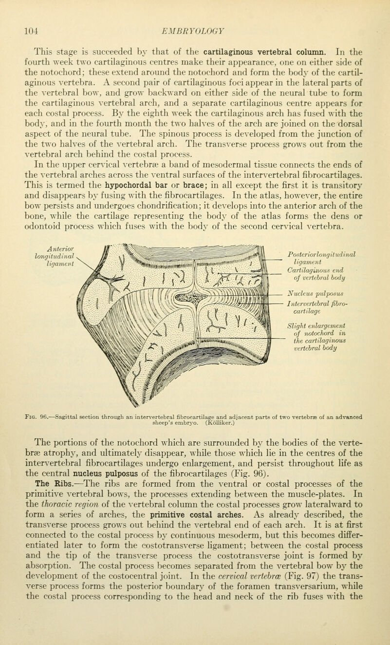 This stage is succeeded by that of the cartilaginous vertebral column. In the fourth week two cartilaginous centres make their aj^ijearancc, one on either side of the notochord; these extend around the notochord and form the body of the cartil- aginous vertebra. A second pair of cartilaginous foci appear in the lateral parts of the vertebral bow, and grow backward on either side of the neural tube to form the cartilaginous vertebral arch, and a separate cartilaginous centre appears for each costal process. By the eighth week the cartilaginous arch has fused with the body, and in the fourth month the two halves of the arch are joined on the dorsal aspect of the neural tube. The spinous process is developed from the junction of the two halves of the vertebral arch. The transverse process grows out from the vertebral arch behind the costal process. In the upper cervical vertebrae a band of mesodermal tissue connects the ends of the vertebral arches across the ventral surfaces of the intervertebral fibrocartilages. This is termed the hypochordal bar or brace; in all except the first it is transitory and disappears by fusing with the fibrocartilages. In the atlas, however, the entire bow persists and undergoes chondrification; it develops into the anterior arch of the bone, while the cartilage representing the body of the atlas forms the dens or odontoid process which fuses with the body of the second cervical vertebra. Anterior longitudinal ligamevt P osier io'rlong it udinal ligament Cartilaginous end of vertebral body Nucleus pidjjosus Intervertebral fibro- cartilage Slight enkirgemerii of ivotocJiord in the cartilagirums vertebral body Fig. 96.—Sagittal section through an intervertebral fibrocartilage and adjacent parts of two vertebrsE of an advanced sheep's embrj-o. (Kolliker.) The portions of the notochord which are surrounded by the bodies of the verte- brse atrophy, and ultimately disappear, while those which lie in the centres of the intervertebral fibrocartilages undergo enlargement, and persist throughout life as the central nucleus pulposus of the fibrocartilages (Fig. 96). The Ribs.—The ribs are formed from the ventral or costal processes of the primitive vertebral bows, the processes extending between the muscle-plates. In the thoracic region of the vertebral column the costal processes grow lateralward to form a series of arches, the primitive costal arches. As already described, the transverse process grows out behind the vertebral end of each arch. It is at first connected to the costal process by continuous mesoderm, but this becomes differ- entiated later to form the costotransverse ligament; between the costal process and the tip of the transverse process the costotransverse joint is formed by absorption. The costal process becomes separated from the vertebral bow by the development of the costocentral joint. In the cervical vertebras (Fig. 97) the trans- verse process forms the posterior boundary of the foramen transversarium, while the costal process corresponding to the head and neck of the rib fuses with the