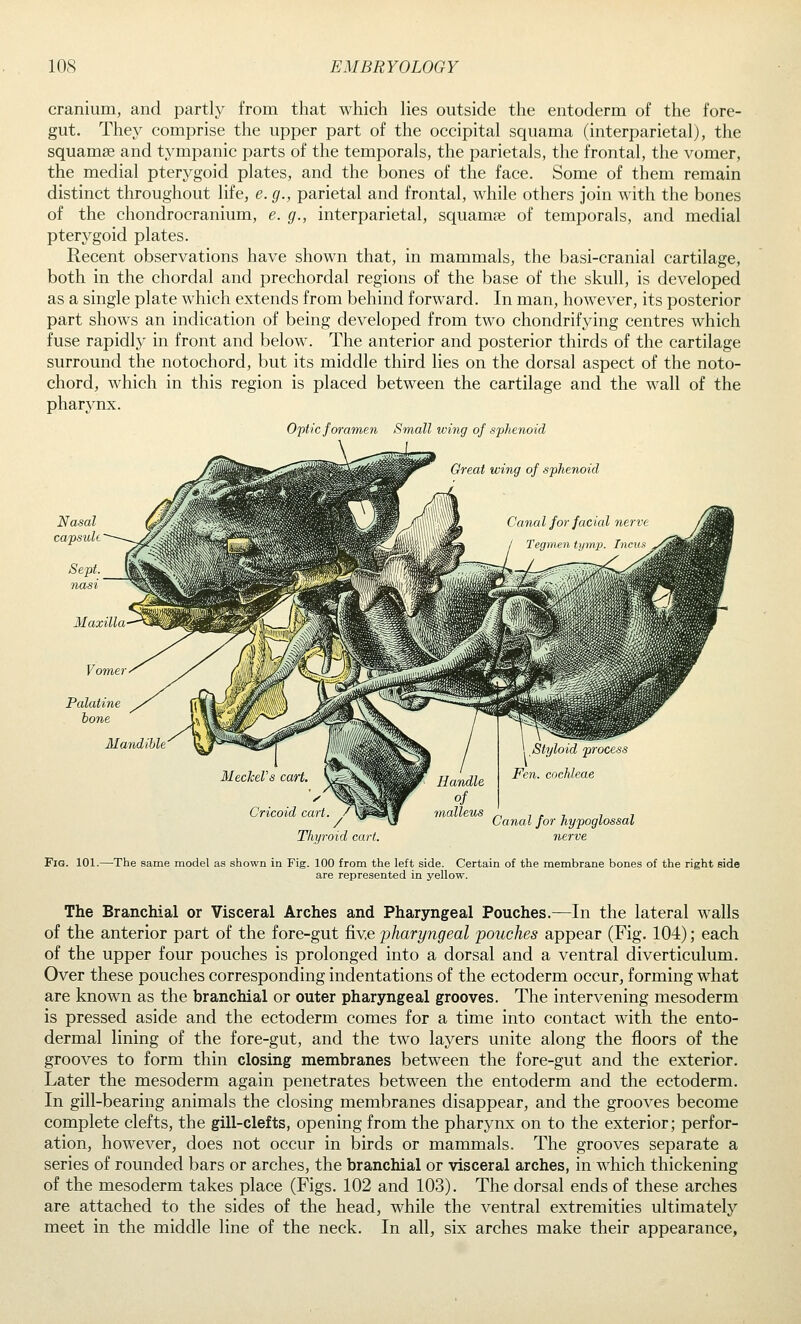 cranium, and partly from that which lies outside the entoderm of the fore- gut. They comprise the upper part of the occipital squama (interparietal), the squamse and tympanic parts of the temporals, the parietals, the frontal, the vomer, the medial pterj^goid plates, and the bones of the face. Some of them remain distinct throughout life, e. g., parietal and frontal, while others join with the bones of the chondrocranium, e. g., interparietal, squamse of temporals, and medial pterygoid plates. Recent observations have shown that, in mammals, the basi-cranial cartilage, both in the chordal and prechordal regions of the base of the skull, is developed as a single plate which extends from behind forward. In man, however, its posterior part shows an indication of being developed from two chondrifying centres which fuse rapidly in front and below. The anterior and posterior thirds of the cartilage surround the notochord, but its middle third lies on the dorsal aspect of the noto- chord, which in this region is placed between the cartilage and the wall of the pharynx. Optic foramen Small wing of sphenoid Great wing of iphenoid Nasal capsule Vomer Palatine bone Mandible Thyroid cart. Canal for hypoglossal nerve Fig. 101. -The same model as shown in Fig. 100 from the left side. Certain of the membrane bones of the right side are represented in yellow. The Branchial or Visceral Arches and Pharyngeal Pouches.—In the lateral walls of the anterior part of the fore-gut five pharyngeal pouches appear (Fig, 104); each of the upper four pouches is prolonged into a dorsal and a ventral diverticulum. Over these pouches corresponding indentations of the ectoderm occur, forming what are known as the branchial or outer pharyngeal grooves. The intervening mesoderm is pressed aside and the ectoderm comes for a time into contact with the ento- dermal lining of the fore-gut, and the two layers unite along the floors of the grooves to form thin closing membranes between the fore-gut and the exterior. Later the mesoderm again penetrates between the entoderm and the ectoderm. In gill-bearing animals the closing membranes disappear, and the grooves become complete clefts, the gill-clefts, opening from the pharynx on to the exterior; perfor- ation, however, does not occur in birds or mammals. The grooves separate a series of rounded bars or arches, the branchial or visceral arches, in which thickening of the mesoderm takes place (Figs. 102 and 103). The dorsal ends of these arches are attached to the sides of the head, while the ventral extremities ultimately meet in the middle line of the neck. In all, six arches make their appearance,