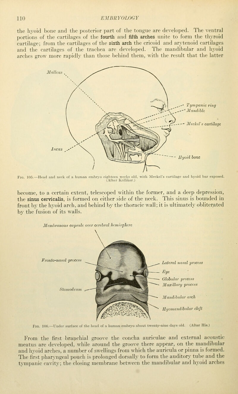 the hyoid bone and the posterior part of tlie tongue are developed. The ventral portions of the cartilages of the fourth and fifth arches unite to form the thyroid cartilage; from the cartilages of the sixth arch the cricoid and arytenoid cartilages and the cartilages of the trachea are developed. The mandibular and hyoid arches grow more rapidly than those behind them, with the result that the latter Malleus Incus ,,'' Tympanic ring .'''Mandible _./Z- MeckeVs cartilage - Hyoid hone Fig. 105.—Head and neck of a human embrvo eighteen weeks old, with Meckel's cartilage and hyoid bar exposed. (After Kolliker.) become, to a certain extent, telescoped within the former, and a deep depression, the sinus cervicalis, is formed on either side of the neck. This sinus is bounded in front by the hyoid arch, and behind by the thoracic wall; it is ultimately obliterated by the fusion of its walls. Membranous capsule over cerebral hemisphere \ Fronto-nasal process Stomodeum Lateral nasal process Eye Globular process Maxillary process Mandibular arch Hyonuindibidar cleft Fig. 106.—Under surface of the head of a human embryo about twenty-nine days old. (After His.) From the first branchial groove the concha auriculae and external acoustic meatus are developed, while around the groove there appear, on the mandibular and hyoid arches, a number of swellings from which the auricula or pinna is formed. The first pharyngeal pouch is prolonged dorsally to form the auditory tube and the tympanic cavity; the closing membrane between the mandibular and hyoid arches