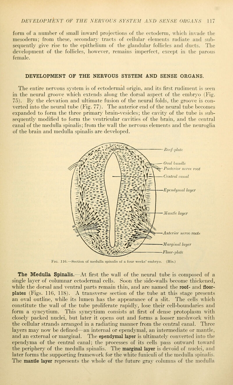 form of a lunnbtT of small inward projections of the ectoderm, which invade the mesoderm; from these, secondary tracts of cellular elements radiate and sub- sequently give rise to the epithelium of the glandular follicles and ducts. The development of the follicles, however, remains imperfect, except in the parous female. DEVELOPMENT OF THE NERVOUS SYSTEM AND SENSE ORGANS. The entire nervous system is of ectodermal origin, and its first rudiment is seen in the neural groove which extends along the dorsal aspect of the embryo (Fig. 75). By the elevation and ultimate fusion of the neural folds, the groove is con- verted into the neural tube (Fig. 77). The anterior end of the neural tube becomes expanded to form the three primary brain-vesicles; the cavity of the tube is sub- sequently modified to form the ventricular cavities of the brain, and the central canal of the medulla spinalis; from the wall the nervous elements and the neuroglia of the brain and medulla spinalis are developed. Eoof-plaie Oval bundle Posterior nerve root Central canal Ependynial layer Mantle layer Anterior nerve- rooUi ■Marginal layer Floor-plate Fig. ,116.—Section of medulla spinalis of a four weeks' embryo. (His.) The Medulla Spinalis.—J^t first the wall of the neural tube is composed of a single laj^er of columnar ectodermal cells. Soon the side-walls become thickened, while the dorsal and ventral parts remain thin, and are named the roof- and floor- plates (Figs. 116, 118). A transverse section of the tube at this stage presents an oval outline, while its lumen has the appearance of a slit. The cells which constitute the wall of the tube proliferate rapidly, lose their cell-boundaries and form a syncytium. This syncytium consists at first of dense protoplasm with closely packed nuclei, but later it opens out and forms a looser meshw^ork with the cellular strands arranged in a radiating manner from the central canal. Three layers may now be defined—an internal or ependymal, an intermediate or mantle, and an external or marginal. The ependymal layer is ultimately converted into the ependyma of the central canal; the processes of its cells pass outward toward the periphery of the medulla spinalis. The marginal layer is devoid of nuclei, and later forms the supporting framework for the white funiculi of the medulla spinalis. The mantle layer represents the whole of the future gray columns of the medulla