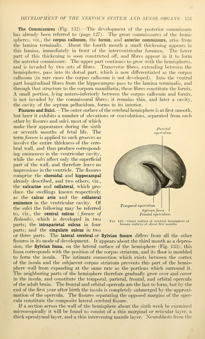 Parietal operculum The Commissures (Fig. 132).—The development of the posterior commissure has already been referred to (page 127). The great commisssures of the hemi- spheres, viz., the corpus callosum, the fornix, and anterior commissure, arise from the hmiina terminahs. About the fourth month a small thickening appears in this lamina, immediately in front of the interventricular foramen. The lower part of this thickening is soon constricted off, and fibres appear in it to form the anterior commissure. The upper part continues to grow with the hemispheres, and is invaded by two sets of fibres. Transverse fibres, extending between the hemisjiheres, pass into its dorsal part, which is now differentiated as the corpus callosum (in rare cases the corpus callosum is not developed). Into the ventral part longitudinal fibres from the hippocampus pass to the lamina terminalis, and through that structure to the corpora mamillaria; these fibres constitute the fornix. A small portion, lying antero-inferiorly between the corpus callosum and fornix, is not invaded by the commissural fibres; it remains thin, and later a cavity, the cavit}' of the septum pellucidum, forms in its interior. Fissures and Sulci.—The outer surface of the cerebral hemisphere is at first smooth, but later it exhibits a number of elevations or convolutions, separated from each other by fissures and sulci, most of which make their appearance during the sixth or seventh months of fetal life. The term, fissure is applied to such grooves as involve the entire thickness of the cere- bral wall, and thus produce correspond- ing eminences in the ventricular cavit}^ while the sulci aflfect only the superficial part of the wall, and therefore leave no impressions in the ventricle. The fissures comprise the choroidal and hippocampal already described, and two others, viz., the calcarine and collateral, which pro- duce- the swellings known respectively as the calcar avis and the collateral eminence in the ventricular cavity. Of the sulci the following may be referred to, viz., the central sulcus {fissure of Rolando), which is developed in two parts; the intraparietal sulcus in four parts; and the cingulate sulcus in two or three parts. The lateral cerebral or Sylvian fissure differs from all the other fissures in its mode of development. It appears about the third month as a depres- sion, the Sylvian fossa, on the lateral surface of the hemisphere (Fig. 133); this fossa corresponds with the position of the corpus striatum, and its fioor is moulded to form the insula. The intimate connection which exists between the cortex of the insula and the subjacent corpus striatum prevents this part of the hemis- phere wall from expanding at the same rate as the portions which surround it. The neighboring parts of the hemisphere therefore gradually grow over and cover in the insula, and constitute the temporal, parietal, frontal, and orbital opercula of the adult brain. The frontal and orbital opercula are the last to form, but by the end of the first year after birth the insula is completely submerged by the approxi- mation of the opercula. The fissures separating the opposed margins of the oper- cula constitute the composite lateral cerebral fissure. If a section across the wall of the hemisphere about the sixth week be examined microscopically it will be found to consist of a thin marginal or reticular layer, a thick ependymal layer, and a thin intervening mantle layer. Neuroblasts from the Temporal operculum Sylvian fossa Frontal operculum Fig. 133.—Outer surface of cerebral hemisphere of human embryo of about five months.