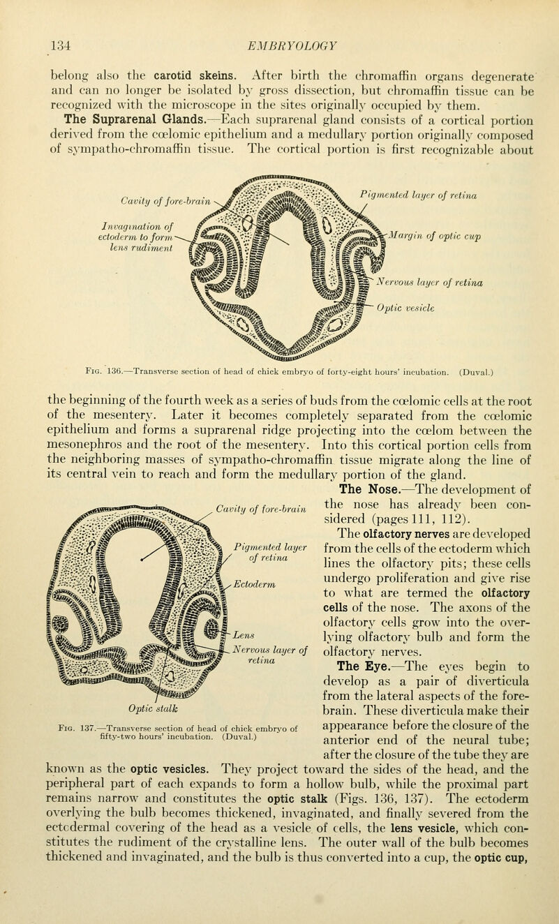 belong also the carotid skeins. After birth the chromaffin organs degenerate and can no longer be isolated by gross dissection, but chromaffin tissue can be recognized with the microscope in the sites originally occupied by them. The Suprarenal Glands.—Each suprarenal gland consists of a cortical portion derived from the coelomic epithelium and a medullary portion originally composed of sympatho-chromaffin tissue. The cortical portion is first recognizable about Cavity of fore-brain Invagination of ectoderm to form lens rudiment Pigmented layer of retina Margin of optic cup Nervous layer of retina Optic vesicle Fig. 136.—Transverse section of head of chick embryo of forty-eight hours' incubation. (Duval.) the beginning of the fourth week as a series of buds from the coelomic cells at the root of the mesentery. Later it becomes completely separated from the coelomic epithelium and forms a suprarenal ridge projecting into the coelom between the mesonephros and the root of the mesentery. Into this cortical portion cells from the neighboring masses of sympatho-chromaffin tissue migrate along the line of its central vein to reach and form the medullary portion of the gland. The Nose.—The development of Cavity of fore-brain ^he nose has already been con- sidered (pages 111, 112). The olfactory nerves are developed from the cells of the ectoderm which lines the olfactory pits; these cells undergo proliferation and give rise to what are termed the olfactory cells of the nose. The axons of the olfactory cells grow into the over- lying olfactory bulb and form the olfactory nerves. The Eye.—The eyes begin to develop as a pair of diverticula from the lateral aspects of the fore- brain. These diverticula make their appearance before the closure of the anterior end of the neural tube; after the closure of the tube they are knowai as the optic vesicles. They project toward the sides of the head, and the peripheral part of each expands to form a hollow bulb, while the proximal part remains narrow and constitutes the optic stalk (Figs. 136, 137). The ectoderm overlying the bulb becomes thickened, invaginated, and finally severed from the ectodermal covering of the head as a vesicle of cells, the lens vesicle, which con- stitutes the rudiment of the crystalline lens. The outer wall of the bulb becomes thickened and invaginated, and the bulb is thus converted into a cup, the optic cup, Pigmented layer of retina Ectoderin Lens Nervous layer of retina Optic stalk Fig. 137.—Transverse section of head of chick embrj'o of fifty-two hours' incubation. (Duval.)