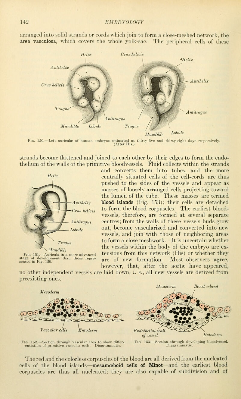 arranged into solid strands or cords which join to form a close-meshed network, the area vasculosa, which covers the whole yolk-sac. The peripheral cells of these Helix Cms helicis Aniihehz Cms helicis Tragus Anhtragus Mandible Lobule Tragus »Ueh Antihelix Antitragus Mandible -^^^^^^^ Fig. 150.—Left auriculse of human embryos estimated at thirty-five and thirty-eight days respectively. (After His.) strands become flattened and joined to each other by their edges to form the endo- thelium of the walls of the primitive bloodvessels. Fluid collects within the strands and converts them into tubes, and the more centrally situated cells of the cell-cords are thus pushed to the sides of the vessels and appear as masses of loosely arranged cells projecting toward the lumen of the tube. These masses are termed blood islands (Fig. 153); their cells are detached to form the blood corpuscles. The earliest blood- vessels, therefore, are formed at several separate centres; from the walls of these vessels buds grow out, become vascularized and converted into new vessels, and join with those of neighboring areas to form a close meshwork. It is uncertain whether the vessels within the body of the embryo are ex- tensions from this network (His) or whether they are of new formation. Most observers agree, however, that, after the aortse have appeared, no other independent vessels are laid down, i. e., all new vessels are derived from preexisting ones. Antihelix — Crus helicis — Antitragus Lobule Tragus . 2Iandible Fig 151 —\uricula m a more advanced stage of development than those repre- sented in Fig. 150. Mesoderm Blood island Mesoderm Vascular cells Entoderm Endothelial wall of vessel Entoderm Fig. 152.—Section through vascular area to show differ- entiation of primitive vascular cells. Diagrammatic. Fig. 153.—Section through developing bloodvessel. Diagrammatic. The red and the colorless corpuscles of the blood are all derived from the nucleated cells of the blood islands—mesamoeboid cells of Minot—and the earliest blood corpuscles are thus all nucleated; they are also capable of subdivision and of