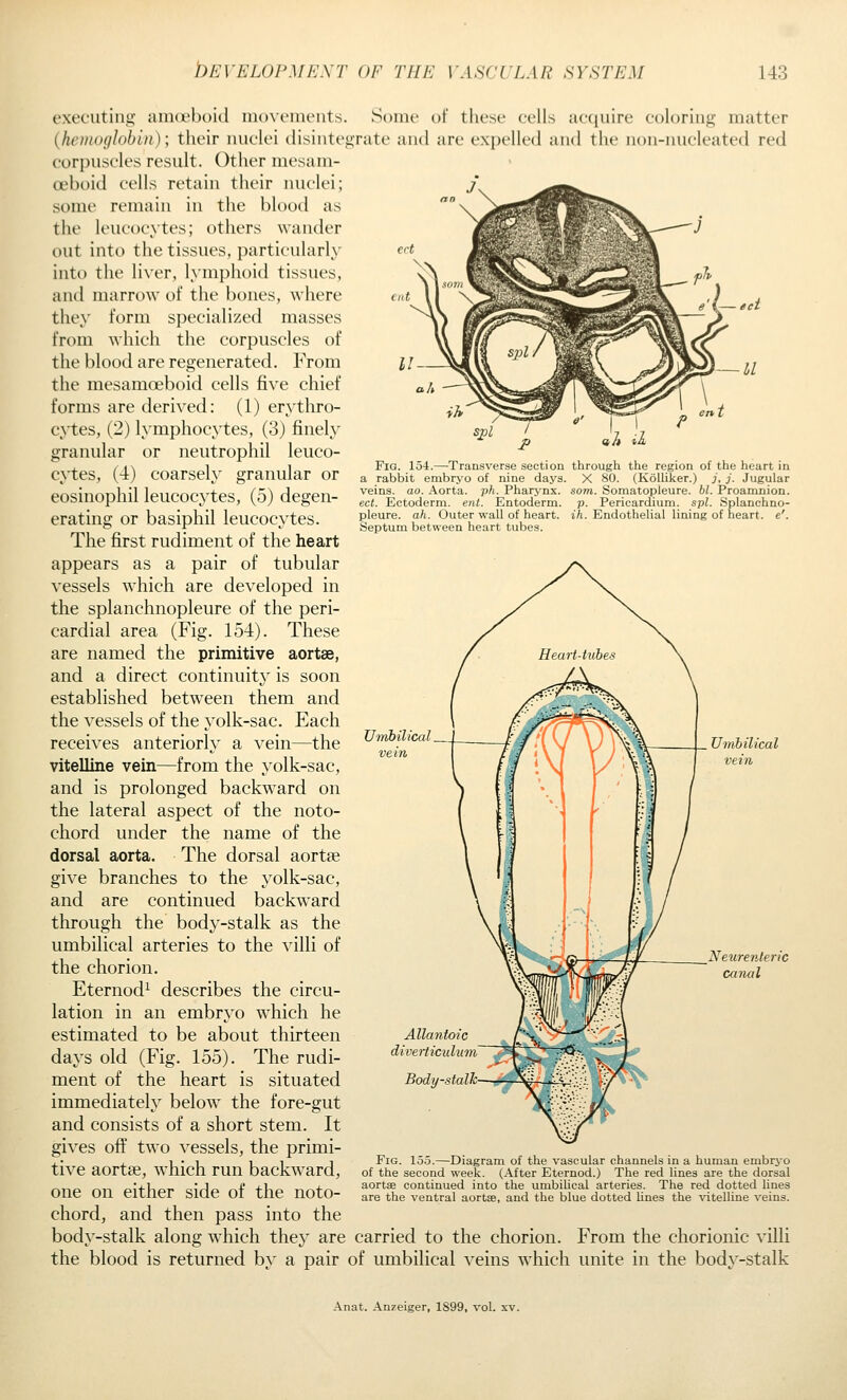 FiQ. 154.—Transverse section through the region of the heart in a rabbit embryo of nine days. X 80. (Kolliker.) j, j. Jugular veins, ao. Aorta, ph. Pharynx, soni. Somatopleure. hi. Proamnion. ect. Ectoderm, enl. Entoderm, p. Pericardium, spl. .Splanchno- pleure. ah. Outer wall of heart, ih. Endothelial lining of heart, e'. Septum between heart tubes. executino- amcrboid movoinents. Some of these cells acquire coloring matter {heiiKHjJobin); their nuclei ilisintegrate and are expelled and the non-nucleated red corpuscles result. Other mesam- oeboid cells retain their nuclei; 7, some remain in the blood as the leucocytes; others wander out into the tissues, particularly into the liver, lymphoid tissues, and marrow of the bones, where they form specialized masses from which the corpuscles of the blood are regenerated. From the mesamoeboid cells five chief forms are derived: (1) erythro- cytes, (2) lymphocytes, (3) finely granular or neutrophil leuco- cytes, (4) coarsely granular or eosinophil leucocytes, (5) degen- erating or basiphil leucocytes. The first rudiment of the heart appears as a pair of tubular vessels which are developed in the splanchnopleure of the peri- cardial area (Fig. 154). These are named the primitive aortse, and a direct continuity' is soon established between them and the vessels of the yolk-sac. Each receives anteriorly a vein—the vitelline vein—from the yolk-sac, and is prolonged backw^ard on the lateral aspect of the noto- chord under the name of the dorsal aorta. The dorsal aortse give brandies to the yolk-sac, and are continued backward through the body-stalk as the umbilical arteries to the villi of the chorion. Eternod^ describes the circu- lation in an embryo which he estimated to be about thirteen days old (Fig. 155). The rudi- ment of the heart is situated immediately below the fore-gut and consists of a short stem. It gives oft' two vessels, the primi- tive aortse, which run backward, one on either side of the noto- chord, and then pass into the body-stalk along which they are carried to the chorion. From the chorionic villi the blood is returned by a pair of umbilical veins wliich unite in the body-stalk Umbilical. Umbilical Allantoic diverticulum Body-stalh Fig. 15.5.—Diagram of the vascular channels in a human embryo of the second week. (After Eternod.) The red lines are the dorsal aortas continued into the umbiUcal arteries. The red dotted lines are the ventral aortse, and the blue dotted Lines the vitelline veins. Anat. Anzeiger, 1899, vol. xv.