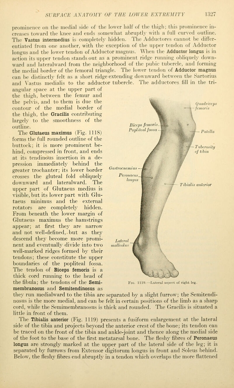 Biceps femoris Popliteal fossa Quadriceps femoris Patella Tuberosity of tibia Gastrocnemius Peronaeus longus Tibialis anterior prominence on the medial side of the lower half of the thi^li; this prominence in- creases toward the knee and ends somewhat al)ru})tl\' witii a full curved outline. The Vastus intermedius is comi)letely hidden. The Adduetores cannot be differ- entiated from one another, with the exception of the upper tendon of Adductor lonijus and the lower tendon of Adductor magnus. When the Adductor longus is in action its upper tendon stands out as a prominent ridge running ohliquel\- down- ward and lateralward from the neighborhood of the pubic tubercle, and forming the medial border of the femoral triangle. The lower tendon of Adductor magnus can be distinctly felt as a short ridge extending downward between the Sartorius and ^\astus medialis to the adductor tubercle. The adduetores fill in the tri- angular space at the upper part of the thigh, between the femur and the pelvis, and to them is due the contour of the medial border of the thigh, the Gracilis contributing largely to the smoothness of the outline. The Glutaeus maximus (Fig. 1118) forms the full rounded outline of the buttock; it is more prominent be- hind, compressed in front, and ends at its tendinous insertion in a de- pression immediately' behind the greater trochanter; its lower border crosses the gluteal fold obliquely downward and lateralward. The upper part of Glutaeus medius is visible, but its lower part with Glu- taeus minimus and the external rotators are completely hidden. From beneath the lower margin of Glutaeus maximus the hamstrings appear; at first they are narrow and not well-defined,. but as they descend they become more promi- nent and eventually divide into two well-marked ridges formed by their tendons; these constitute the upper boundaries of the popliteal fossa. The tendon of Biceps femoris is a thick cord running to the head of membranosus and Semitendinosus as they run medialward to the tibia are separated by a slight furrow; the Semitendi- nosus is the more medial, and can be felt in certain positions of the limb as a sharp cord, while the Semimembranosus is thick and rounded. The Gracilis is situated a little in front of them. The Tibialis anterior (Fig. 1119) presents a fusiform enlargement at the lateral side of the tibia and projects beyond the anterior crest of the bone; its tendon can be traced on the front of the tibia and ankle-joint and thence along the medial side of the foot to the base of the first metatarsal bone. The fleshy fibres of Peronaeus longus are strongly marked at the upper part of the lateral side of the leg; it is separated by furrows from Extensor digitorum longus in front and Soleus behind. Below, the fleshy fibres end abruptly in a tendon which overlaps the more flattened Lateral m,alleolus