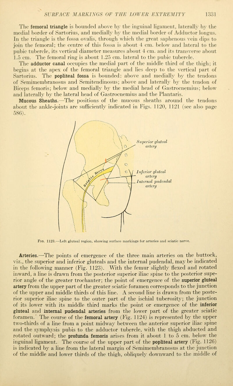 The femoral triangle is bounded abo\'e by the inguinal ligament, laterally by the medial border of Sartorius, and medially by the medial border of Adductor longus. In the triangle is the fossa ovalis, through which the great saphenous vein dips to join the femoral; the centre of this fossa is about 4 cm. below and lateral to the pubic tubercle, its vertical diameter measures about 4 cm. and its transverse about 1.5 cm. The femoral ring is about 1.25 cm. lateral to the pubic tubercle. The adductor canal occupies the medial part of the middle third of the thigh; it begins at the a])ex of the femoral triangle and lies deep to the vertical part of Sartorius. The popliteal fossa is bounded: above and medially by the tendons of Semimembranosus and Semitendinosus; above and laterally b}^ the tendon of Biceps femoris; below and medially by the medial head of Gastrocnemius; below and laterally by the lateral head of Gastrocnemius and the Plantaris. Mucous Sheaths.—The positions of the mucous sheaths around the tendons about the ankle-joints are sufficiently indicated in Figs. 1120, 1121 (see also page 586). Superior gluteal artery Inferior gluteal artery Internal pudendal artery Fig. 1123.—Left gluteal region, showing surface markings for arteries and sciatic nerve. Arteries.—The points of emergence of the three main arteries on the buttock, viz., the superior and inferior gluteals and the internal pudendal, maybe indicated in the following manner (Fig. 1123). With the femur slightly flexed and rotated inw^ard, a line is drawn from the posterior superior iliac spine to the posterior supe- rior angle of the greater trochanter; the point of emergence of the superior gluteal artery from the upper part of the greater sciatic foramen corresponds to the junction of the upper and middle thirds of this line. A second line is drawn from the poste- rior superior iliac spine to the outer part of the ischial tuberosity; the junction of its lower with its middle third marks the point or emergence of the inferior gluteal and internal pudendal arteries from the lower part of the greater sciatic foramen. The course of the femoral artery (Fig. 1124) is represented by the upper two-thirds of a line from a point midw^ay between the anterior superior iliac spine and the symphysis pubis to the adductor tubercle, with the thigh abducted and rotated outward; the profunda femoris arises from it about 1 to 5 cm. below the inguinal ligament. The course of the upper part of the popliteal artery (Fig. 1126) is indicated by a line from the lateral margin of Semimembranosus at the junction of the middle and low^er thirds of the thigh, obliquely downward to the middle of