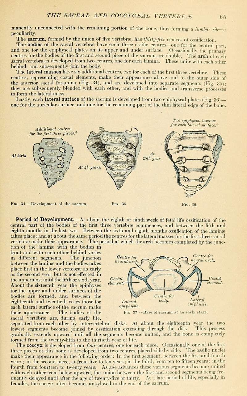 manently unconnected with the remaining portion of the bone, thus forming a himhar rib a peculiarity. The sacrum, formed by the union of five vertebrae, has thirty-five centres of ossification. The bodies of the sacral vertebrae have each three ossific centres—one for the central part and one for the epiphyseal plates on its upper and under surface. Occasionally the iirimary centres for the bodies of the first and second piece of the sacrum are double. The arch of each sacral vertebra is developed from two centres, one for each lamina. These unite with each other behind, and subsequently join the body. The lateral masses have six additional centres, two for each of the first three vertebrte. These centres, representing costal elements, make their appearance above and to the outer side of the anterior sacral foramina (Fio;. 34), and are developed into separate segments (Fig. 3.5); they are subsequently blended with each other, and with the bodies and transverse processes to form the lateral mass. Lastly, each lateral surface of the sacrum is developed from two epiphyseal plates (Fig. 36)— one for the auricular surface, and one for the remaining part of the thin lateral edge of the bone. Additional cetitte^ for the /i)s( time piei Two epiphysial lamines for each lateral surface/'^ Fig. 34.—Development of the sacrum. Period of Development.—At about the eighth or ninth week of fetal life ossification of the central part of the bodies of the first three vertebrae commences, and between the fifth and eighth months in the last two. Between the si.xth and eighth months ossification of the lamina takes place; and at about the same period the centres for the lateral masses for the first three sacral vertebrfe make their appearance. The period at which the arch becomes completed by the junc- tion of the laminae with the bodies in front and with each other behind varies in different segments. The junction between the laminae and the bodies takes place first in the lower vertebrae as early as the second year, but is not effected in the uppermost until the fifth or sixth year. About the sixteenth year the epiphyses for the upper and under surfaces of the bodies are formed, and between the eighteenth and twentieth years those for each lateral surface of the sacrum make their appearance. The bodies of the sacral vertebrae are, during early life, separated from each other by intervertebral disks. At about the eighteenth year the two lowest segments become joined by ossification extending through the disk. This process gradually extends upward until all the segments become united, and the bone is completely formed from the twenty-fifth to the thirtieth year of life. The coccyx is developed from four centres, one for each piece. Occasionally one of the first three pieces of this bone is developed from two centres, placed side by side. The ossific nuclei make their appearance in the following order: In the first segment, between the first and fourth years; in the second piece, at from five to ten years; in the third, from ten to fifteen years; inthe fourth from fourteen to twenty years. As age advances these various segments become^ united with each other from below upward, the union between the first and second segments being fre- quently delayed until after the age of twenty-five or thirty. At a late period of life, especially in females, the coccyx often becomes ankylosed to the end of the sacrum. 'arly stage.