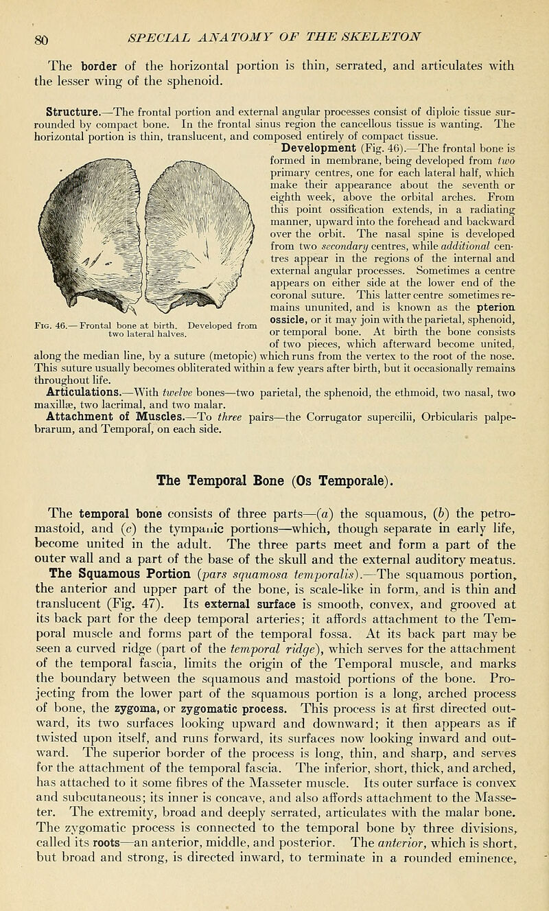 The border of the horizontal portion is thin, serrated, and articulates with the lesser wing of the sphenoid. Structure.—The frontal portion and external angular processes consist of diploic tissue sur- rounded by compact bone. In the frontal sinus region the cancellous tissue is wanting. The horizontal portion is thin, translucent, and composed entirely of compact tissue. Development (Fig. 46).—The frontal bone is formed in membrane, being developed from two primary centres, one for each lateral half, which make their appearance about the seventh or eighth week, above the orbital arches. From this point ossification extends, in a radiating manner, upward into the forehead and backward over the orbit. The nasal spine is developed from two secondary centres, while additional cen- tres appear in the regions of the internal and external angular processes. Sometimes a centre appears on either side at the lower end of the coronal suture. This latter centre sometimes re- mains ununited, and is known as the pterion. , ossicle, or it may join with the parietal, sphenoid, ;. ° ° or temporal bone. At birth the bone consists of two pieces, which afterward become united, along the median line, by a suture (metopic) which runs from the vertex to the root of the nose. This suture usually becomes obliterated within a few years after birth, but it occasionally remains throughout life. Articulations.—With twelve bones—two parietal, the sphenoid, the ethmoid, two nasal, two maxillse, two lacrimal, and two malar. Attachment of Muscles.—To three pairs—the Corrugator supercilii, Orbicularis palpe- brarum, and Temporal, on each side. The Temporal Bone (Os Temporale). The temporal bone consists of three parts—(a) the squamous, (6) the petro- mastoid, and (c) the tympanic portions—which, though separate in early life, become united in the adult. The three parts meet and form a part of the outer wall and a part of the base of the skull and the external auditory meatus. The Squamous Portion {pars squamosa temporalis).—The squamous portion, the anterior and upper part of the bone, is scale-like in form, and is thin and translucent (Fig. 47). Its external surface is smooth, convex, and grooved at its back part for the deep temporal arteries; it affords attachment to the Tem- poral muscle and forms part of the temporal fossa. At its back part may be seen a curved ridge (part of the temporal ridge), which serves for the attachment of the temporal fascia, limits the origin of the Temporal muscle, and marks the boundary between the squamous and mastoid portions of the bone. Pro- jecting from the lower part of the squamous portion is a long, arched process of bone, the zygoma, or zygomatic process. This process is at first directed out- ward, its two surfaces looking upward and downward; it then appears as if twisted upon itself, and runs forward, its surfaces now looking inward and out- ward. The superior border of the process is long, thin, and sharp, and serves for the attachment of the temporal fascia. The inferior, short, thick, and arched, has attached to it some fibres of the Masseter muscle. Its outer surface is convex and subcutaneous; its inner is concave, and also affords attachment to the Masse- ter. The extremity, broad and deeply serrated, articulates with the malar bone. The zygomatic process is connected to the temporal bone by three divisions, called its roots—an anterior, middle, and posterior. The anterior, which is short, but broad and strong, is directed inward, to terminate in a rounded eminence.