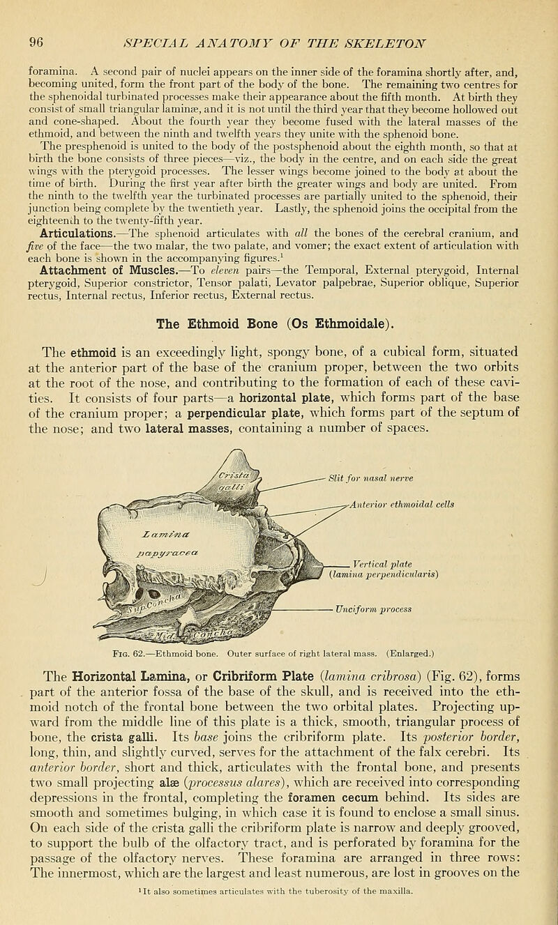 foramina. A second pair of nuclei appears on the inner side of the foramina shortly after, and, becoming united, form the front part of the body of the bone. The remaining two centres for the sphenoidal turbinated processes make their appearance about the fifth month. At birth they consist of small triangular laminse, and it is not until the third year that they become hollowed out and cone-shaped. About the fourth j-ear they become fused with the lateral masses of the ethmoid, and between the ninth and twelfth years they unite with the sphenoid bone. The presphenoid is united to the body of the postsphenoid about the eighth month, so that at birth the bone consists of three pieces—viz., the body in the centre, and on each side the great wings with the pterygoid processes. The lesser wings become joined to the body at about the time of birth. During the first year after birth the greater wings and l:>ody are united. From the ninth to the twelfth year the turbinated processes are partially united to the sphenoid, their junction being complete by the twentieth year. Lastly, the sphenoid joins the occipital from the eighteenth to the twenty-fifth year. Articulations.—The sphenoid articulates with all the bones of the cerebral cranium, and five pf the face—the two malar, the two palate, and vomer; the exact extent of articulation with each bone is shown in the accompanying figures.' Attachment of Muscles.—To elemn pairs—the Temporal, External pterygoid, Internal pterygoid, Superior constrictor, Tensor palati, Levator palpebrae, Superior oblique, Superior rectus. Internal rectus, Inferior rectus. External rectus. The Ethmoid Bone (Os Ethmoidale). The ethmoid is an exceedingly light, spongy bone, of a cubical form, situated at the anterior part of the base of the cranium proper, between the two orbits at the root of the nose, and contributing to the formation of each of these cavi- ties. It consists of four parts—a horizontal plate, which forms part of the base of the cranium proper; a perpendicular plate, which forms part of the septum of the nose; and two lateral masses, containing a number of spaces. Slit for nasal nerv& Anterior ethmoidal cells Vertical plate {lamina perpendicularis) Unciform process Fig. 62.—Ethmoid bone. Outer surface of right lateral mass. (Enlarged.) The Horizontal Lamina, or Cribriform Plate {lamina cribrosa) (Fig. 62), forms part of the anterior fossa of the base of the skull, and is received into the eth- moid notch of the frontal bone between the two orbital plates. Projecting up- ward from the middle line of this plate is a thick, smooth, triangular process of bone, the crista galli. Its base joins the cribriform plate. Its posterior border, long, thin, and slightly curved, serves for the attachment of the falx cerebri. Its anterior border, short and thick, articulates with the frontal bone, and presents two small projecting alse {'processus alares), which are received into corresponding depressions in the frontal, completing the foramen cecum behind. Its sides are smooth and sometimes bulging, in which case it is found to enclose a small sinus. On each side of the crista galli the cribriform plate is narrow and deeply grooved, to support the bulb of the olfactory tract, and is perforated by foramina for the passage of the olfactory nerves. These foramina are arranged in three rows: The innermost, which are the largest and least numerous, are lost in grooves on the lit also sometimes articulates with the tuberosity of the maxilla.