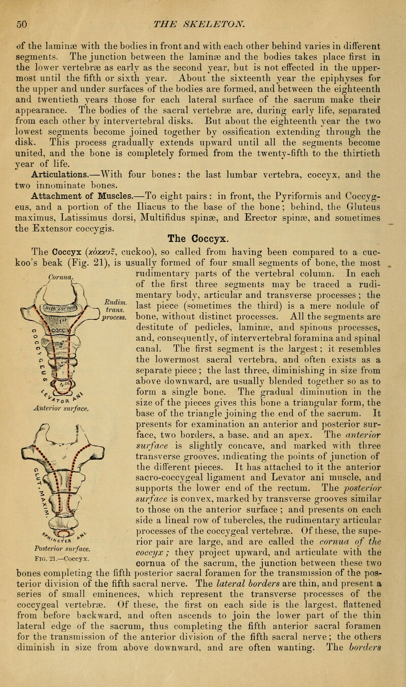 Cornua. of the laminae with the bodies in front and with each other behind varies in different segments. The junction between the laminae and the bodies takes place first in the lower vertebrae as early as the second year, but is not effected in the upper- most until the fifth or sixth year. About the sixteenth year the epiphyses for the upper and under surfaces of the bodies are formed, and between the eighteenth and twentieth years those for each lateral surface of the sacrum make their appearance. The bodies of the sacral vertebrae are, during early life, separated from each other by intervertebral disks. But about the eighteenth year the two lowest segments become joined together by ossification extending through the disk. This process gradually extends upward until all the segments become united, and the bone is completely formed from the twenty-fifth to the thirtieth year of life. Articulations.—With four bones: the last lumbar vertebra, coccyx, and the two innominate bones. Attachment of Muscles.—To eight pairs: in front, the Pyriformis and Coccyg- eus, and a portion of the Iliacus to the base of the bone; behind, the Gluteus maximus, Latissimus dorsi, Multifidus spinae, and Erector spinae, and sometimes the Extensor coccygis. The Coccyx. The Coccyx (xoxxvZ, cuckoo), so called from having been compared to a cuc- koo's beak (Fig. 21), is usually formed of four small segments of bone, the most rudimentary parts of the vertebral column. In each of the first three segments may be traced a rudi- mentary body, articular and transverse processes; the last piece (sometimes the third) is a mere nodule of bone, without distinct processes. All the segments are destitute of pedicles, laminae, and spinous processes, and, consequently, of intervertebral foramina and spinal canal. The first segment is the largest; it resembles the lowermost sacral vertebra, and often exists as a separate piece; the last three, diminishing in size from above downward, are usually blended together so as to form a single bone. The gradual diminution in the size of the pieces gives this bone a triangular form, the base of the triangle joining the end of the sacrum. It presents for examination an anterior and posterior sur- face, two borders, a base, and an apex. The anterior surface is slightly concave, and marked with three transverse grooves, indicating the points of junction of the different pieces. It has attached to it the anterior sacro-coccygeal ligament and Levator ani muscle, and supports the lower end of the rectum. The posterior surface is convex, marked by transverse grooves similar to those on the anterior surface; and presents on each side a lineal row of tubercles, the rudimentary articular processes of the coccygeal vertebrae. Of these, the supe- rior pair are large, and are called the cornua of the coccyx; they project upward, and articulate with the cornua of the sacrum, the junction between these two bones completing the fifth posterior sacral foramen for the transmission of the pos- terior division of the fifth sacral nerve. The lateral borders are thin, and present a series of small eminences, which represent the transverse processes of the coccygeal vertebrae.. Of these, the first on each side is the largest, flattened from before backward, and often ascends to join the lower part of the thin lateral edge of the sacrum, thus completing the fifth anterior sacral foramen for the transmission of the anterior division of the fifth sacral nerve; the others diminish in size from above downward, and are often wanting. The borders *7oR Anterior surface,. hi* 'ct'eR Posterior surface. Fig. 21.—Coccyx.