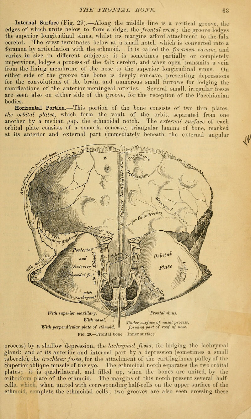 Internal Surface (Fig. 29).—Along the middle line is a vertical groove, the edges of which unite below to form a ridge, the frontal crest; the groove lodges the superior longitudinal sinus, whilst its margins afford attachment to the falx cerebri. The crest terminates below at a small notch which is converted into a foramen by articulation with the ethmoid. It is called the foramen ccecnm, and varies in size in different subjects: it is sometimes partially or completelv impervious, lodges a process of the falx cerebri, and when open transmits a vein from the lining membrane of the nose to the superior longitudinal sinus. On either side of the groove the bone is deeply concave, presenting depressions for the convolutions of the brain, and numerous small furrows for lodging the ramifications of the anterior meningeal arteries. Several small, irregular fossse are seen also on either side of the groove, for the reception of the Pacchionian bodies. Horizontal Portion.—This portion of the bone consists of two thin plates, the orbital plates, which form the vault of the orbit, separated from one another by a median gap, the ethmoidal notch. The external surface of each orbital plate consists of a smooth, concave, triangular lamina of bone, marked vit its anterior and external part (immediately beneath the external angular «*fifflWjM%Khni With superior maxillary With nasal With perpendicular plate of ethmoid. Fig. 29.—Frontal bone. Inner surface Under surface of nasal process, forming part of roof of nose. process) by a shallow depression, the lachrymal fossa, for lodging the lachrymal gland; and at its anterior and internal part by a depression (sometimes a small tubercle), the trochlear fossa, for the attachment of the cartilaginous pulley of the Superior oblique muscle of the eye. The ethmoidal notch separates the two orbital plates- it is quadrilateral, and filled up, A\hen the bones are united, by the cribril »nn plate of the ethmoid. The margins of this notch present several half- cell^ which when united with corresponding half-cells on the upper surface of the ethmoid, <vmplete the ethmoidal cells; two grooves are also seen crossing these