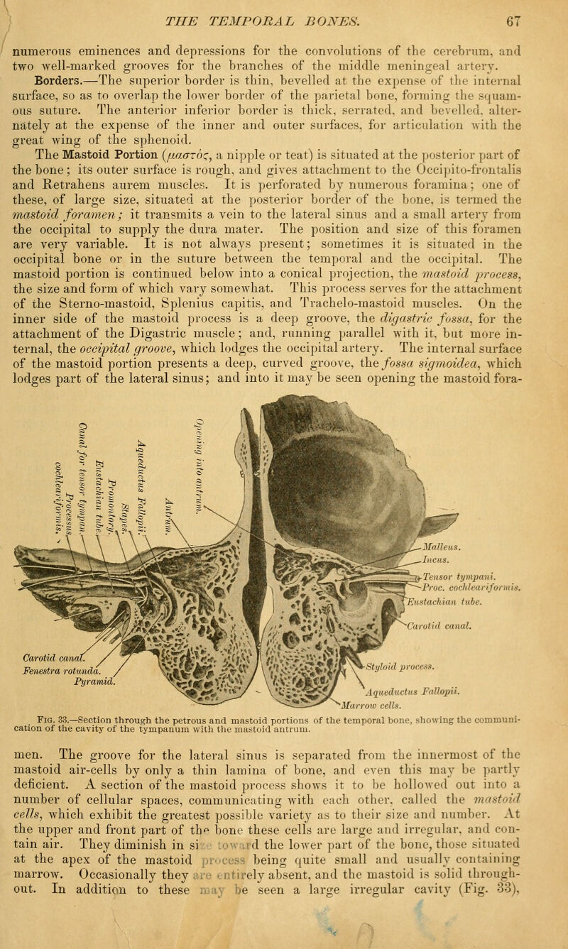 numerous eminences and depressions for the convolutions of the cerebrum, and two well-marked grooves for the branches of the middle meningeal artery. Borders.—The superior border is thin, bevelled at the expense of the internal surface, so as to overlap the lower border of the parietal bone, forming the squam- ous suture. The anterior inferior border is thick, serrated, and bevelled, alter- nately at the expense of the inner and outer surfaces, for articulation with the great wing of the sphenoid. The Mastoid Portion {jiaarbz, a nipple or teat) is situated at the posterior part of the bone; its outer surface is rough, and gives attachment to the Occipito-frontalis and Retrahens aurem muscles. It is perforated by numerous foramina; one of these, of large size, situated at the posterior border of the bone, is termed the mastoid foramen; it transmits a vein to the lateral sinus and a small artery from the occipital to supply the dura mater. The position and size of this foramen are very variable. It is not always present; sometimes it is situated in the occipital bone or in the suture between the temporal and the occipital. The mastoid portion is continued below into a conical projection, the mastoid process, the size and form of which vary somewhat. This process serves for the attachment of the Sterno-mastoid, Splenius capitis, and Trachelo-mastoid muscles. On the inner side of the mastoid process is a deep groove, the digastric fossa, for the attachment of the Digastric muscle; and, running parallel with it, but more in- ternal, the occipital groove, which lodges the occipital artery. The internal surface of the mastoid portion presents a deep, curved groove, the fossa sigmoidea, which lodges part of the lateral sinus; and into it may be seen opening the mastoid fora- Malleus. Incus. Tensor tympani. Proc. cochlea i-if or ni is. Eustachian tube. Carotid canal. Carotid cana, Fenestra rotunda. aid'. ^^SrSY^MY / Y7ATA Wl ' \ Aqueductus Fallopii. Harrow cells. Fig. 33.—Section through the petrous and mastoid portions of the temporal bone, showing the communi- cation of the cavity of the tympanum with the mastoid antrum. men. The groove for the lateral sinus is separated from the innermost of the mastoid air-cells by only a thin lamina of bone, and even this may be partly deficient. A section of the mastoid process shows it to be hollowed out into a number of cellular spaces, communicating Avith each other, called the mastoid cells, which exhibit the greatest possible variety as to their size and number. At the upper and front part of tb^ bone these cells are large and irregular, and con- tain air. They diminish in si d the lower part of the bone, those situated at the apex of the mastoid process being quite small and usually containing marrow. Occasionally they rtirely absent, and the mastoid is solid through- out. In addition to these may be seen a large irregular cavity (Fig. 33),