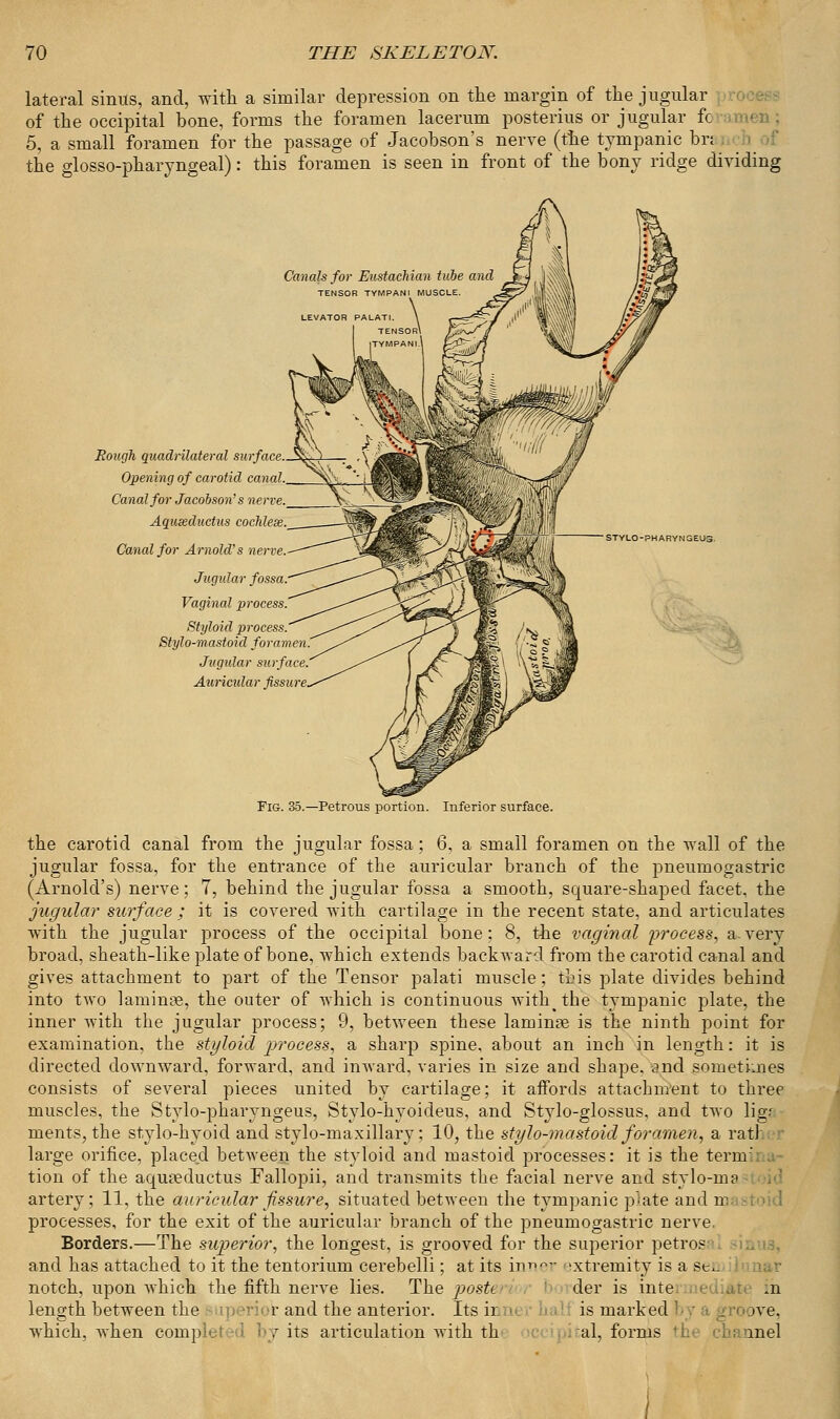 lateral sinus, and, with a similar depression on the margin of the jugular of the occipital bone, forms the foramen lacerum posterius or jugular fc 5, a small foramen for the passage of Jacobson's nerve (the tympanic bnj. the glossopharyngeal): this foramen is seen in front of the bony ridge dividing Canals for Eustachian tube and TENSOR TYMPAN1 MUSCLE. LEVATOR PALAT Rough quadrilateral surface. Opening of carotid canal. Canal for Jacobson's nerve. Aquseductus cochlese. Canal for Arnold's nerve. Jugular fossa. Vaginal process. Styloid process. Stylo-mastoid foramen! Jugular surface Auriadar fissure. STYLO-PHARYNGEUS. Fig. 35.—Petrous portion. Inferior surface. the carotid canal from the jugular fossa; 6, a small foramen on the wall of the jugular fossa, for the entrance of the auricular branch of the pneumogastric (Arnold's) nerve; 7, behind the jugular fossa a smooth, square-shaped facet, the jugular surface ; it is covered with cartilage in the recent state, and articulates with the jugular process of the occipital bone; 8, the vaginal process, a-very broad, sheath-like plate of bone, which extends backward from the carotid canal and gives attachment to part of the Tensor palati muscle;'this plate divides behind into two laminae, the outer of which is continuous Avith^the tympanic plate, the inner with the jugular process; 9, between these laminae is the ninth point for examination, the styloid process, a sharp spine, about an inch in length: it is directed downward, forward, and inward, varies in size and shape. and sometimes consists of several pieces united by cartilage; it affords attachment to three muscles, the Stylo-pharyngeus, Stylo-hyoideus, and Stylo-glossus, and two lig-' ments, the stylo-hyoid and stylo-maxillary; 10, the stylo-mastoid foramen, a rat] large orifice, placed between the styloid and mastoid processes: it is the termfil tion of the aquseductus Fallopii, and transmits the facial nerve and stylo-m? artery; 11, the auricular fissure, situated between the tympanic plate and m processes, for the exit of the auricular branch of the pneumogastric nerve. Borders.—The superior, the longest, is grooved for the superior petros and has attached to it the tentorium cerebelli; at its inner 'xtremity is a sen notch, upon which the fifth nerve lies. The postt der is inte in length between the r and the anterior. Its ir If is marked 'oove, which, when conip ,T its articulation with th al, forms mel