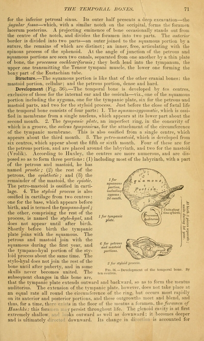 for the inferior petrosal sinus. Its outer half presents a deep excavation—the jugular fossa—which, with a similar notch on the occipital, forms the foramen lacerum posterius. A projecting eminence of bone occasionally stands out from the centre of the notch, and divides the foramen into two parts. The anterior border is divided into two parts—an outer joined to the squamous portion by a suture, the remains of which are distinct; an inner, free, articulating with the spinous process of the sphenoid. At the angle of junction of the petrous and squamous portions are seen two canals, separated from one another by a thin plate of bone, the processus cochleariformis; they both. lead into the tympanum, the upper one transmitting the Tensor tympani muscle, the lower one forming the bony part of the Eustachian tube. Structure.—The squamous portion is like that of the other cranial bones: the mastoid portion, cellular; and the petrous portion, dense and hard. Development (Fig. 36).—The temporal bone is developed by ten centres, exclusive of those for the internal ear and the ossicula—viz., one of the squamous portion including the zygoma, one for the tympanic plate, six for the petrous and mastoid parts, and two for the styloid process. Just before the close of foetal life the temporal bone consists of four parts: 1. The squamo-zygomatic, which is ossi- fied in membrane from a single nucleus, which appears at its lower part about the second month. 2. The tympanic plate, an imperfect ring, in the concavity of which is a groove, the sulcus ty?npanicus, for the attachment of the circumference of the tympanic membrane. This is also ossified from a single centre, which appears about the third month. 3. The petro-mastoid, which is developed from six centres, which appear about the fifth or sixth month. Four of these are for the petrous portion, and are placed around the labyrinth, and tAvo for the mastoid (Vrolik). According to Huxley, the centres are more numerous, and are dis- posed so as to form three portions : (1) including most of the labyrinth, Avith a part of the petrous and mastoid, he has named prootic; (2) the rest of the petrous, the opisthotic; and (3) the remainder of the mastoid, the epiotic. The petro-mastoid is ossified in carti- lage. 4. The styloid process is also ossified in cartilage from two centres : one for the base, which appears before birth, and is termed the tympano-hyal; the other, comprising the rest of the process, is named the stylo-hyal, and does not appear until after birth. Shortly before birth the tympanic plate joins with the squamous. The petrous and mastoid join with the squamous during the first year, and the tympano-hyal portion of the sty- loid process about the same time. The stylo-hyal does not join the rest of the bone until after puberty, and in some skulls never becomes united. The subsequent changes in this bone are, that the tympanic plate extends outward and backward, so as to form the meatus auditorius. The extension of the tympanic plate, however, does not take place at an equal rate all round the circumference of the ring, but occurs most rapidly on its anterior and posterior portions, and these outgrowths meet and blend, and thus, for a time, there ' s in the floor of the meatus a foramen, the foramen of Husclike: this fora v persist throughout life. The glenoid cavity is at first extremely shallow >ks outward as well as downward: it becomes deeper and is ultimately < downward. Its change in di ' ) is accounted for l.for squamous portion, including zygoma : 2d month. 1 for tympanic plate. 6 for petrous and mastoid portions. Fig. 36 ten centres 2 for styloid jiroeess. Development of the temporal bone. By