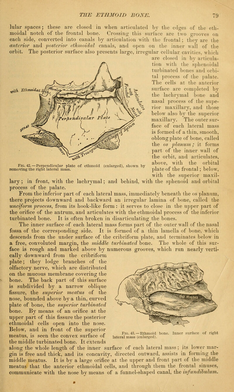 yjith Ethmoidal Fig. 42.—Perpendicular plate of ethmoid (enlarged), shown by removing the right lateral mass. lular spaces; these are closed in when articulated by the edges of the eth- moidal notch of the frontal bone. Crossing this surface are tA\o grooves on each side, converted into canals by articulation with the frontal; they are the anterior and posterior ethmoidal canals, and open on the inner wall of the orbit. The posterior surface also presents large, irregular cellular cavities, which are closed in by articula- tion with the sphenoidal turbinated bones and orbi- tal process of the palate. The cells at the anterior surface are completed by the lachrymal bone and nasal process of the supe- rior maxillary, and those below also by the superior maxillary. The outer sur- face of each lateral mass is formed of a thin, smooth, oblong plate of bone, called the os planum; it forms part of the inner Avail of the orbit, and articulates, above, with the orbital plate of the frontal; below. with the superior maxil- lary ; in front, with the lachrymal; and behind, with the sphenoid and orbital process of the palate. From the inferior part of each lateral mass, immediately beneath the os planum, there projects downward and backward an irregular lamina of bone, called the unciform process, from its hook-like form: it serves to close in the upper part of the orifice of the antrum, and articulates with the ethmoidal process of the inferior turbinated bone. It is often broken in disarticulating the bones. The inner surface of each lateral mass forms part of the outer wall of the nasal fossa of the corresponding side. It is formed of a thin lamella of bone, which descends from the under surface of the cribriform plate, and terminates below in a free, convoluted margin, the middle turbinated bone. The whole of this sur- face is rough and marked above by numerous grooves, which run nearly verti- cally downward from the cribriform plate; they lodge branches of the olfactory nerve, which are distributed on the mucous membrane covering the bone. The back part of this surface is subdivided by a narrow oblique fissure, the superior meatus of the nose, bounded above by a thin, curved plate of bone, the superior turbinated bone. By means of an orifice at the upper part of this fissure the posterior ethmoidal cells open into the nose. Below, and in front of the superior meatus, is seen the convex surface of the middle turbinated bone. It extends along the whole length of the inner surface of each lateral mass; its loAver mar- gin is free and thick, and its concavity, directed outward, assists in forming the middle meatus. It is by a large orifice at the upper and front part of the middle meatus that the anterior ethmoidal cells, and through them the frontal sinuses, communicate with the nose by means of a funnel-shaped canal, the infundibulum. Fig. 43. — Ethmoid bone. Inner surface of right lateral mass (enlarged).