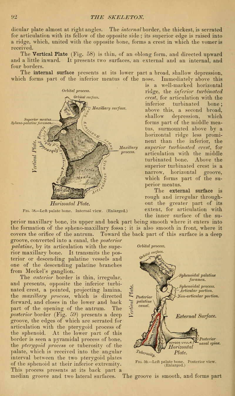 Orbital process. Orbital surface. Maxillary surface. Superior meatus Spheno-palaline foramen Maxillary process. dicular plate almost at right angles. The internal border, the thickest, is serrated for articulation with its fellow of the opposite side ; its superior edge is raised into a ridge, which, united with the opposite bone, forms a crest in which the vomer is received. The Vertical Plate (Fig. 58) is thin, of an oblong form, and directed upward and a little inward. It presents two surfaces, an external and an internal, and four borders. The internal surface presents at its lower part a broad, shallow depression, which forms part of the inferior meatus of the nose. Immediately above this is a well-marked horizontal ridge, the inferior turbinated crest, for articulation with the inferior turbinated bone; above this, a second broad, shallow depression, which forms part of the middle mea- tus, surmounted above by a horizontal ridge less promi- nent than the inferior, the superior turbinated crest, for articulation with the middle turbinated bone. Above the superior turbinated crest is a narrow, horizontal groove, which forms part of the su- perior meatus. The external surface is rough and irregular through- out the greater part of its extent, for articulation with the inner surface of the su- perior maxillary bone, its upper and back part being smooth where it enters into the formation of the spheno-maxillary fossa; it is also smooth in front, where it covers the orifice of the antrum. Toward the back part of this surface is a deep groove, converted into a canal, the posterior palatine, by its articulation with the supe- rior maxillary bone. It transmits the pos- terior or descending palatine vessels and one of the descending palatine branches from Meckel's ganglion. The anterior border is thin, irregular, and presents, opposite the inferior turbi- nated crest, a pointed, projecting lamina, the maxillary process, which is directed forward, and closes in the lower and back part of the opening of the antrum. The posterior border (Fig. 59) presents a deep groove, the edges of which are serrated for articulation with the pterygoid process of the sphenoid. At the lower part of this border is seen a pyramidal process of bone, the pterygoid process or tuberosity of the palate, which is received into the angular interval between the two pterygoid plates of the sphenoid at their inferior extremity. This process presents at its back part a median groove and two lateral surfaces. Horizontal Plate. Fig. 58.—Left palate bone. Internal view. (Enlarged.) Orbital process, surface. Sphenoidal palatine foramen. Sphenoidal process. Articular portion. Kon-articidar portion. External Surface. Posterior nasal spme. Posterior view. The groove is smooth, and forms part