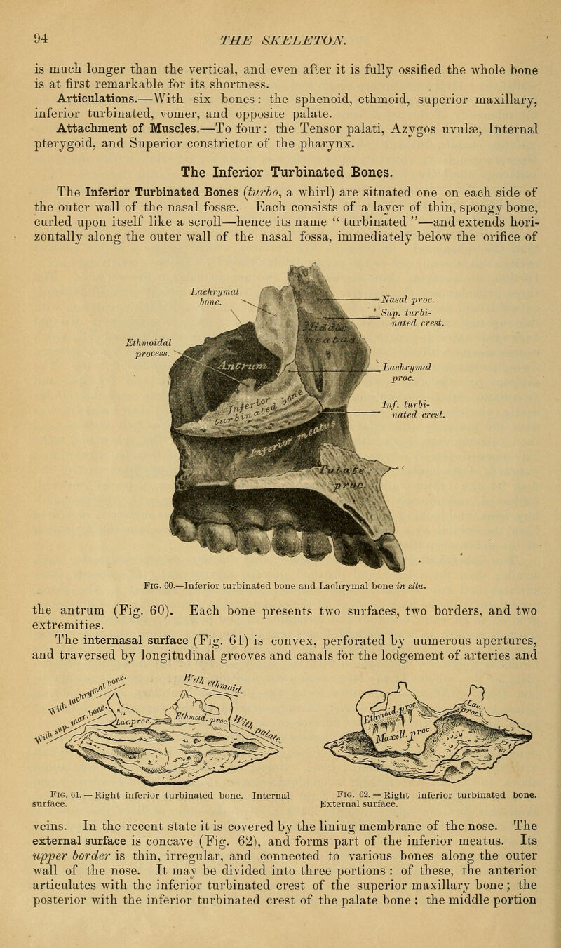 is much longer than the vertical, and even after it is fully ossified the whole bone is at first remarkable for its shortness. Articulations.—With six bones: the sphenoid, ethmoid, superior maxillary, inferior turbinated, vomer, and opposite palate. Attachment of Muscles.—To four: the Tensor palati, Azygos uvulse, Internal pterygoid, and Superior constrictor of the pharynx. The Inferior Turbinated Bones. The Inferior Turbinated Bones {turbo, a whirl) are situated one on each side of the outer wall of the nasal fossse. Each consists of a layer of thin, spongy bone, curled upon itself like a scroll—hence.its name turbinated —and extends hori- zontally along the outer wall of the nasal fossa, immediately below the orifice of Lachrymal bone. \ Nasal proc. t^Sup. turbi- nated crest. Lachrymal proc. Inf. turbi- nated crest. Fig. 60.—Inferior turbinated bone and Lachrymal bone in situ. the antrum (Fig. 60). Each bone presents two surfaces, two borders, and two extremities. The internasal surface (Fig. 61) is convex, perforated by uumerous apertures, and traversed by longitudinal grooves and canals for the lodgement of arteries and Fig. 61. — Right inferior turbinated bone, surface. Internal Fig. 62. — Right inferior turbinated bone. External surface. veins. In the recent state it is covered by the lining membrane of the nose. The external surface is concave (Fig. 62), and forms part of the inferior meatus. Its upper border is thin, irregular, and connected to various bones along the outer wall of the nose. It may be divided into three portions : of these, the anterior articulates with the inferior turbinated crest of the superior maxillary bone; the posterior with the inferior turbinated crest of the palate bone ; the middle portion