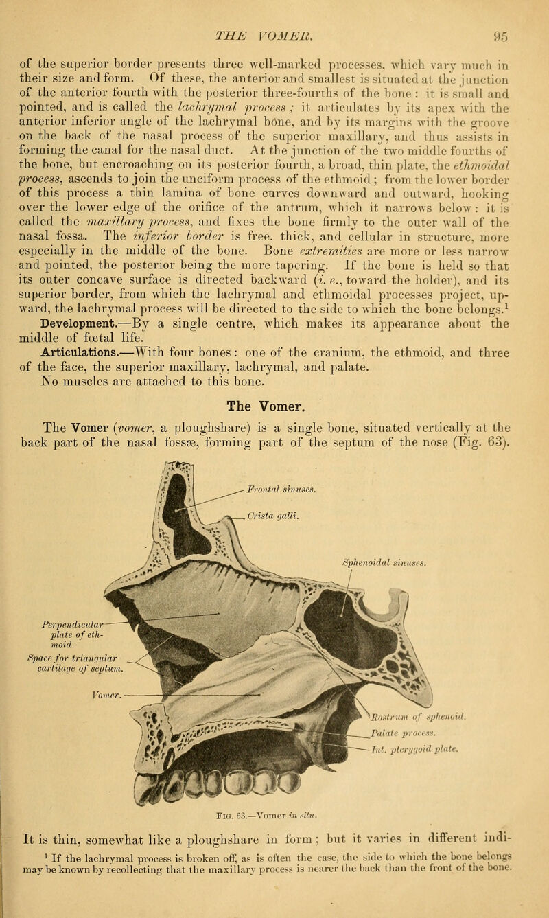 of the superior border presents three well-marked processes, which vary much in their size and form. Of these, the anterior and smallest is situated at the junction of the anterior fourth with the posterior three-fourths of the bone : it is small and pointed, and is called the lachrymal process ; it articulates by its apex with the anterior inferior angle of the lachrymal bone, and by its margins with the groove on the back of the nasal process of the superior maxillary, and thus assists in forming the canal for the nasal duct. At the junction of the two middle fourths of the bone, but encroaching on its posterior fourth, a broad, thin plate, the ethmoidal process, ascends to join the unciform process of the ethmoid; from the lower border of this process a thin lamina of bone curves downward and outward, hooking over the lower edge of the orifice of the antrum, which it narrows below: it is called the maxillary process, and fixes the bone firmly to the outer wall of the nasal fossa. The inferior border is free, thick, and cellular in structure, more especially in the middle of the bone. Bone extremities are more or less narrow and pointed, the posterior being the more tapering. If the bone is held so that its outer concave surface is directed backward (i. e., toward the holder), and its superior border, from which the lachrymal and ethmoidal processes project, up- ward, the lachrymal process will be directed to the side to which the bone belongs.1 Development.—By a single centre, which makes its appearance about the middle of foetal life. Articulations.—With four bones: one of the cranium, the ethmoid, and three of the face, the superior maxillary, lachrymal, and palate. No muscles are attached to this bone. The Vomer. The Vomer (vomer, a ploughshare) is a single bone, situated vertically at the back part of the nasal fossae, forming part of the septum of the nose (Fig. 63). Frontal sinuses. Sphenoidal sinuses. Perpendicular plate of eth- moid. Space for triangular cartilage of septum Vomer. Rostrum of sphenoid. Palate process. Int. pterygoid plate. Fig. 63.—Vomer in situ. It is thin, somewhat like a ploughshare in form; but it varies in different indi- 1 If the lachrymal process is broken off, as is often the case, the side to which the bone belongs may be known by recollecting that the maxillary process is nearer the back than the front of the bone.