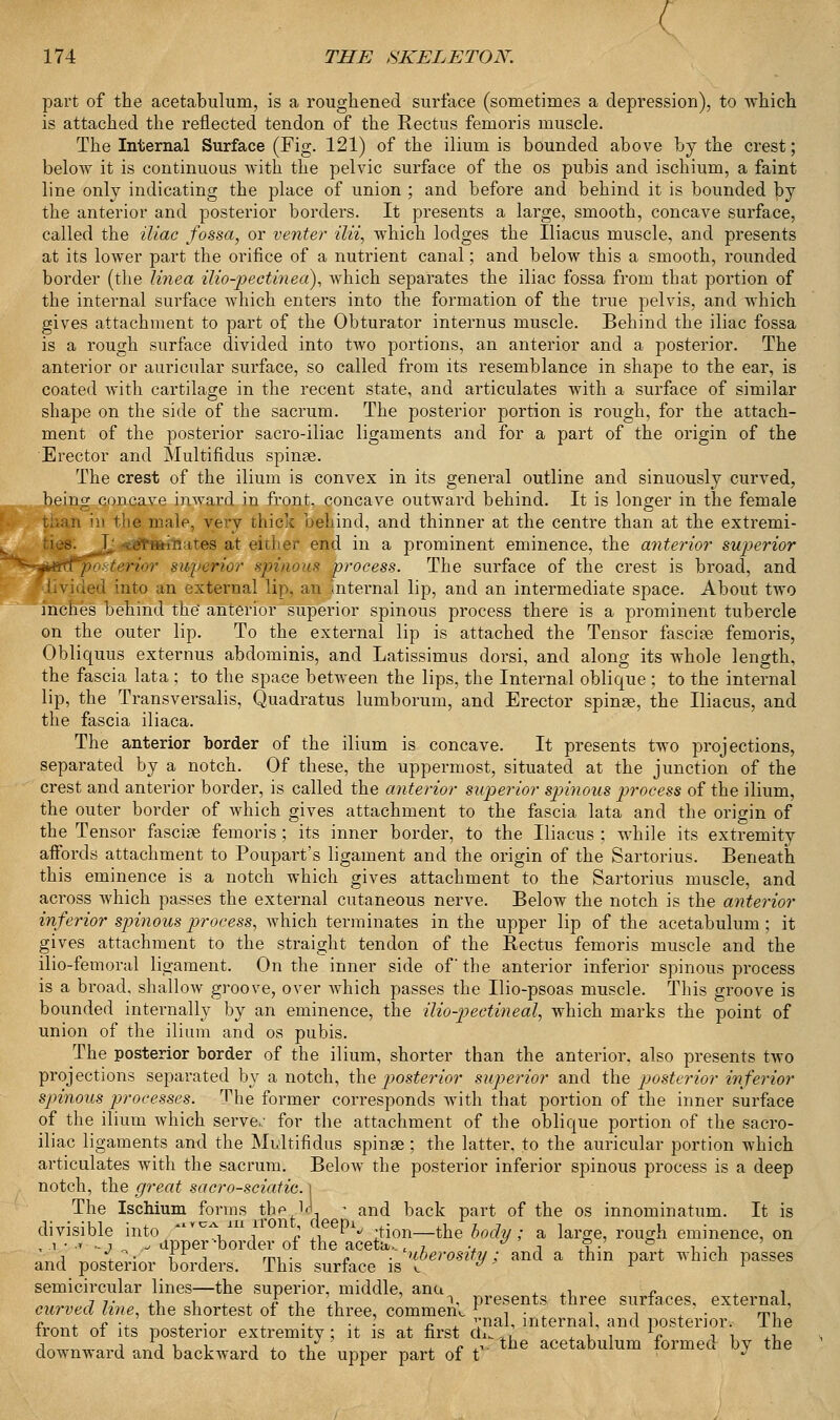 ( 174 THE SKELETON. part of the acetabulum, is a roughened surface (sometimes a depression), to which is attached the reflected tendon of the Rectus femoris muscle. The Internal Surface (Fig. 121) of the ilium is bounded above by the crest; below it is continuous with the pelvic surface of the os pubis and ischium, a faint line only indicating the place of union ; and before and behind it is bounded by the anterior and posterior borders. It presents a large, smooth, concave surface, called the iliac fossa, or venter ilii, which lodges the lliacus muscle, and presents at its lower part the orifice of a nutrient canal; and below this a smooth, rounded border (the linea ilio-pectineci), which separates the iliac fossa from that portion of the internal surface which enters into the formation of the true pelvis, and which gives attachment to part of the Obturator interims muscle. Behind the iliac fossa is a rough surface divided into two portions, an anterior and a posterior. The anterior or auricular surface, so called from its resemblance in shape to the ear, is coated with cartilage in the recent state, and articulates with a surface of similar shape on the side of the sacrum. The posterior portion is rough, for the attach- ment of the posterior sacro-iliac ligaments and for a part of the origin of the Erector and Multifidus spinae. The crest of the ilium is convex in its general outline and sinuously curved, being concave inward in front, concave outward behind. It is longer in the female than in the male, very thick behind, and thinner at the centre than at the extremi- frffiates at either end in a prominent eminence, the anterior superior ■>•}/■ superior .spinous process. The surface of the crest is broad, and into an external lip, an internal lip, and an intermediate space. About two inches behind the anterior superior spinous process there is a prominent tubercle on the outer lip. To the external lip is attached the Tensor fasciae femoris, Obliquus externus abdominis, and Latissimus dorsi, and along its whole length, the fascia lata ; to the space between the lips, the Internal oblique ; to the internal lip, the Transversalis, Quadratus lumborum, and Erector spinae, the lliacus, and the fascia iliaca. The anterior border of the ilium is concave. It presents two projections, separated by a notch. Of these, the uppermost, situated at the junction of the crest and anterior border, is called the anterior superior spinous process of the ilium, the outer border of which gives attachment to the fascia lata and the origin of the Tensor fasciae femoris ; its inner border, to the lliacus ; while its extremity affords attachment to Poupart's ligament and the origin of the Sartorius. Beneath this eminence is a notch which gives attachment to the Sartorius muscle, and across which passes the external cutaneous nerve. Below the notch is the anterior inferior spinous process, which terminates in the upper lip of the acetabulum ; it gives attachment to the straight tendon of the Rectus femoris muscle and the ilio-femoral ligament. On the inner side of the anterior inferior spinous process is a broad, shallow groove, over Avhich passes the Ilio-psoas muscle. This groove is bounded internally by an eminence, the ilio-pectineal, which marks the point of union of the ilium and os pubis. The posterior border of the ilium, shorter than the anterior, also presents two projections separated by a notch, the posterior superior and the posterior inferior spinous processes. The former corresponds with that portion of the inner surface of the ilium which serve.' for the attachment of the oblique portion of the sacro- iliac ligaments and the Multifidus spinae; the latter, to the auricular portion which articulates with the sacrum. Below the posterior inferior spinous process is a deep notch, the great sacro-sciatie. l The Ischium forms thp jJ, ; and back part of the os innominatum. It is divisible into VCA,U1 ; P1./ ;tion—the body ; a large, rough eminence, on , i • .i ^j . apper-border of the aceta,. c , u j R- j. -u- x. i v^-. Ir j mi . ,. . uberosity; and a thm part which passes and posterior borders. This surface is v. a l l semicircular lines—the superior, middle, anu ,, ^ , 7 7. ,i i A xl ', i, presents three surfaces, external, curved tine, the shortest of the three, comment -i • < . , . m, r , o -. , ■ , ., ' . » , vnal, internal, and posterior. Ihe tront of its posterior extremity; it is at first ch.... , , , \» -, , ,, i „„ q rA r i j . xlr r ,i. the acetabulum formed by the doAvnward and backward to the upper part of t J