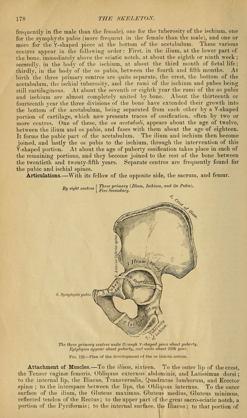 frequently in the male than the female), one for the tuberosity of the ischium, one for the symphysis pubis (more frequent in the female than the male), and one or more for the Y-shaped piece at the bottom of the acetabulum. These various centres appear in the following order: First, in the ilium, at the lower part of the bone, immediately above the sciatic notch, at about the eighth or ninth week ; secondly, in the body of the ischium, at about the third month of foetal life; thirdly,' in the body of the os pubis, betAveen the fourth and fifth months. At birth the three primary centres are quite separate, the crest, the bottom of the acetabulum, the ischial tuberosity, and the rami of the ischium and pubes being still cartilaginous. At about the seventh or eighth year the rami of the os pubis and ischium are almost completely united by bone. About the thirteenth or fourteenth year the three divisions of the bone have extended their growth into the bottom of the acetabulum, being separated from each other by a Y-shaped portion of cartilage, which now presents traces of ossification, often by two or more centres. One of these, the os aeetabuli, appears about the age of twelve, betwTeen the ilium and os pubis, and fuses with them about the age of eighteen. It forms the pubic part of the acetabulum. The ilium and ischium then become joined, and lastly the os pubis to the ischium, through the intervention of this Y-shaped portion. At about the age of puberty ossification takes place in each of the remaining portions, and they become joined to the rest of the bone between the twentieth and twenty-fifth years. Separate centres are frequently found for the pubic and ischial spines. Articulations.—With its fellow of the opposite side, the sacrum, and femur. By eight centres Three primary {Ilium, Ischium, and Os Pubis). Five Secondary. ' Q. S. Symphysis pubis. The three primary centres unite through Y-shaped piece about puberty. Epiphyses appear about puberty, and unite about 25th year. Fig. 122.—Plan of the development of the os innoni.naturti. Attachment of Muscles.—To the ilium, sixteen. To the outer lip of the crest, the Tensor vaginae femoris, Obliquus externus abdominis, and Latissimus dorsi; to the internal lip, the Iliacus, Transversalis, Quadratus lumborum, and Erector spinse ; to the interspace between the lips, the Obliquus internus. To the outer surface of the ilium, the Gluteus maximus, Gluteus medius, Gluteus minimus, reflected tendon of the Rectus; to the upper part of the great sacro-sciatic notch, a portion of the Pyriformis; to the internal surface, tjie Iliacus: to that portion of