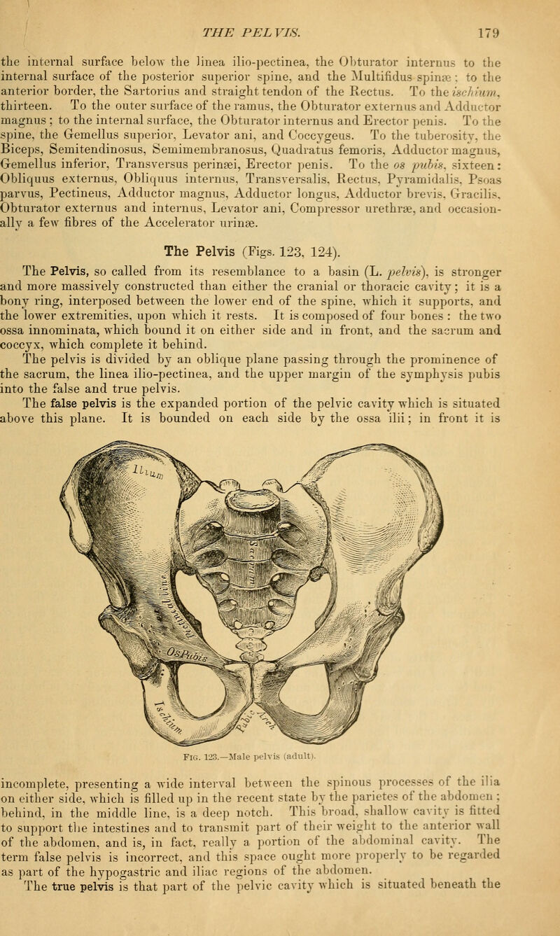 the internal surface below the linea ilio-pectinea, the Obturator internus to the internal surface of the posterior superior spine, and the Multifidus spinse : to the anterior border, the Sartorius and straight tendon of the Rectus. To the ischium, thirteen. To the outer surface of the ramus, the Obturator externus and Adductor magnus ; to the internal surface, the Obturator internus and Erector penis. To the spine, the Gemellus superior, Levator ani, and Coccygeus. To the tuberosity, the Biceps, Semitendinosus, Semimembranosus, Quadratus femoris. Adductor magnus, Gemellus inferior, Transversus perinsei, Erector penis. To the os pubis, sixteen: Obliquus externus, Obliquus internus, Transversalis, Rectus, Pyramidalis, Psoas parvus, Pectineus, Adductor magnus, Adductor longus. Adductor brevis, Gracilis. Obturator externus and internus, Levator ani, Compressor urethrae, and occasion- ally a few fibres of the Accelerator urinae. The Pelvis (Figs. 123, 124). The Pelvis, so called from its resemblance to a basin (L. pelvis), is stronger and more massively constructed than either the cranial or thoracic cavity; it is a bony ring, interposed between the lower end of the spine, which it supports, and the lower extremities, upon which it rests. It is composed of four bones : the two ossa innominata, which bound it on either side and in front, and the sacrum and coccyx, which complete it behind. The pelvis is divided by an oblicpie plane passing through the prominence of the sacrum, the linea ilio-pectinea, and the upper margin of the symphysis pubis into the false and true pelvis. The false pelvis is the expanded portion of the pelvic cavity which is situated above this plane. It is bounded on each side by the ossa ilii; in front it is Fig. 123.—Male pelvis (adult incomplete, presenting a wide interval between the spinous processes of the ilia on either side, which is filled up in the recent state by the parietes of the abdomen ; behind, in the middle line, is a deep notch. This broad, shallow cavity is fitted to support the intestines and to transmit part of their weight to the anterior wall of the abdomen, and is, in fact, really a portion of the abdominal cavity. The term false pelvis is incorrect, and this space ought more properly to be regarded as part of the hypogastric and iliac regions of the abdomen. The true pelvis is that part of the pelvic cavity which is situated beneath the