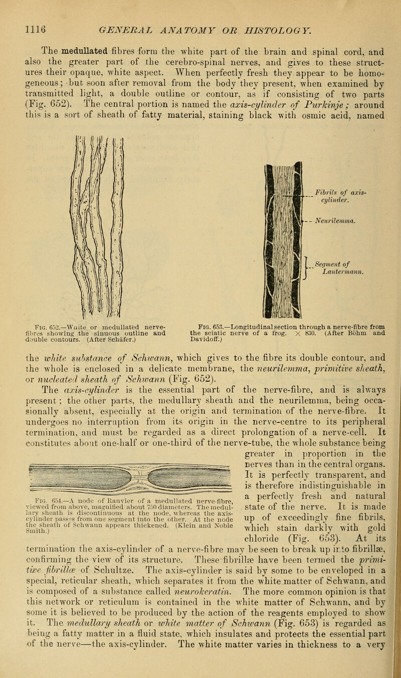 The medullated fibres form the white part of the brain and spinal cord, and also the greater part of the cerebro-spinal nerves, and gives to these struct- ures their opaque, white aspect. When perfectly fresh they appear to be homo- geneous; but soon after removal from the body they present, when examined by transmitted light, a double outline or contour, as if consisting of two parts (Fig. 652). The central portion is named the axis-cylinder of Purkinje ; around this is a sort of sheath of fatty material, staining black with osmic acid, named Fibrils of axis- cylinder. Neurilemma. _^Segment of Lantermann. Fig. 652.—Wuite or medullated nerve- fibres showing the sinuous outline and double contours. (After Sehafer.) Fig. 653.—Longitudinal section through a nerve-fibre from the sciatic nerve of a frog. X 830. (After Bohm and Davidoff.) the white substance of Schivann, which gives to the fibre its double contour, and the whole is enclosed in a delicate membrane, the neurilemma, primitive sheath, or nucleated sheath of Schwann (Fig. 652). The axis-cylinder is the essential part of the nerve-fibre, and is always present; the other parts, the medullary sheath and the neurilemma, being occa- sionally absent, especially at the origin and termination of the nerve-fibre. It undergoes no interruption from its origin in the nerve-centre to its peripheral termination, and must be regarded as a direct prolongation of a nerve-cell. It constitutes about one-half or one-third of the nerve-tube, the whole substance being greater in proportion in the Derves than in the central organs. It is perfectly transparent, and is therefore indistinguishable in a perfectly fresh and natural state of the nerve. It is made up of exceedingly fine fibrils, which stain darkly with gold chloride (Fig. 653). At its termination the axis-cylinder of a nerve-fibre may be seen to break up into fibrillse, confirming the view of its structure. These fibrillre have been termed the primi- tive fibrillar of Schultze. The axis-cylinder is said by some to be enveloped in a special, reticular sheath, which separates it from the white matter of Schwann, and is composed of a substance called neurokeratin. The more common opinion is that this network or reticulum is contained in the white matter of Schwann, and by some it is believed to be produced by the action of the reagents employed to show it. The medullary sheath or white matter of Schivann (Fig. 653) is regarded as being a fatty matter in a fluid state, which insulates and protects the essential part of the nerve—the axis-cylinder. The white matter varies in thickness to a very Fig. 654.—A node of Ranvier of a medullated nerve-fibre, viewed from above, magnified about 750 diameters. The medul- lary sheath is discontinuous at the node, whereas the axis- cylinder pass?s from one segment into the other. At the node the sheath of Schwann appears thickened. (Klein and Noble Smith.)