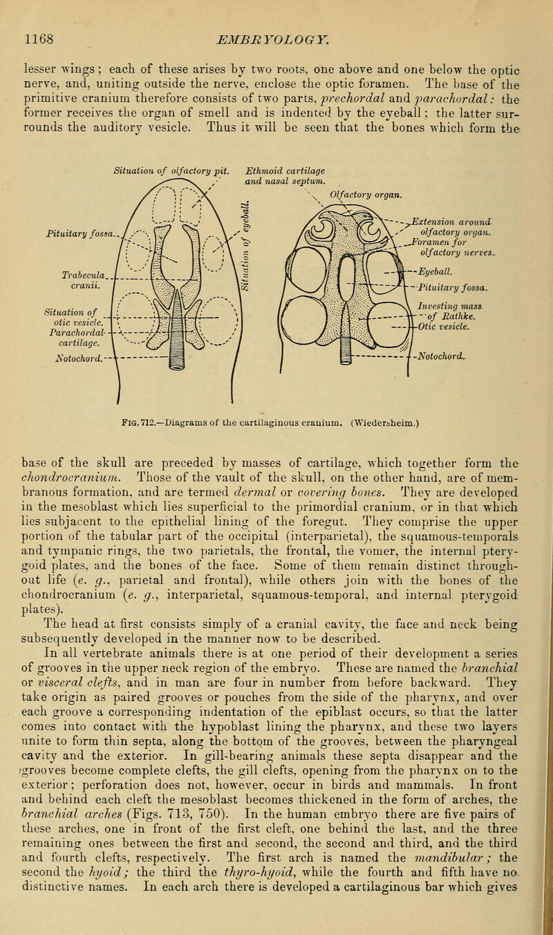 lesser -wings; each of these arises by two roots, one above and one below the optic nerve, and, uniting outside the nerve, enclose the optic foramen. The base of the primitive cranium therefore consists of two parts, prechordal and parachordal: the former receives the organ of smell and is indented by the eyeball; the latter sur- rounds the auditory vesicle. Thus it will be seen that the bones which form the Situation of olfactory pit. Pituitary fossa.* Trabecula cranii. Situation of otic vesicle. Parachordal- cartilage. Kotochord. ■ Ethmoid cartilage and nasal septum. Olfactory organ. -^Extension around ■' olfactory organ. Foramen for olfactory nerves.. —Eyeball. -Pituitary fossa.. Investing mass, of Bathke. Otic vesicle. Notochord- Fig. 712.—Diagrams of the cartilaginous crauium. (Wiedersheim.) base of the skull are preceded by masses of cartilage, which together form the chondrocranium. Those of the vault of the skull, on the other hand, are of mem- branous formation, and are termed dermal or covering bones. They are developed in the mesoblast which lies superficial to the primordial cranium, or in that which lies subjacent to the epithelial lining of the foregut. They comprise the upper portion of the tabular part of the occipital (interparietal), the squamous-temporals and tympanic rings, the two parietals, the frontal, the vomer, the internal ptery- goid plates, and the bones of the face. Some of them remain distinct through- out life (e. g., parietal and frontal), while others join with the bones of the chondrocranium (e. g., interparietal, squamous-temporal, and internal pterygoid plates). The head at first consists simply of a cranial cavity, the face and neck being subsequently developed in the manner now to be described. In all vertebrate animals there is at one period of their development a series of grooves in the upper neck region of the embryo. These are named the branchial or visceral clefts, and in man are four in number from before backward. They take origin as paired grooves or pouches from the side of the pharynx, and over each groove a corresponding indentation of the epiblast occurs, so that the latter comes into contact with the hypoblast lining the pharynx, and these two layers unite to form thin septa, along the bottom of the grooves, between the pharyngeal cavity and the exterior. In gill-bearing animals these septa disappear and the (grooves become complete clefts, the gill clefts, opening from the pharynx on to the exterior; perforation does not, however, occur in birds and mammals. In front and behind each cleft the mesoblast becomes thickened in the form of arches, the branchial arches (Figs. 713, 750). In the human embryo there are five pairs of these arches, one in front of the first cleft, one behind the last, and the three remaining ones between the first and second, the second and third, and the third and fourth clefts, respectively. The first arch is named the mandibular; the second the hyoid; the third the thyro-hyoid, while the fourth and fifth have no. distinctive names. In each arch there is developed a cartilaginous bar which gives