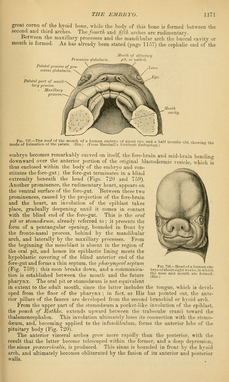 great cornu of the hyoid bone, while the body of this bone is formed between the second and third arches. The fourth and fifth arches are rudimentary. Between the maxillary processes and the mandibular arch the buccal cavity or mouth is formed. As has already been stated (page 1157) the cephalic end of the Mouth of olfactory Processus globularis. pit, or nostril. Palatal process of pro- \< cessus globularis. ' Palatal part of maxil lory process. Maxillary process, Mouth carity. Fig 717.-The >of of the mouth of a human embryo of about two and a half months old, showing the mode of formation of the palate. (His.) (From Marshall's Vertebrate Embryology.) embryo becomes remarkably curved on itself, the fore-brain and mid-brain bendino- downward over the anterior portion of the original blastodermic vesicle, Avhich is thus enclosed within the body of the embryo and con- stitutes the fore-gut; the fore-gut terminates in a blind extremity beneath the head (Figs. 720 and 759). Another prominence, the rudimentary heart, appears on the ventral surface of the fore-gut. Between these two prominences, caused by the projection of the fore-brain and the heart, an involution of the epiblast takes place, gradually deepening until it comes in contact with the blind end of the fore-gut. This is the oral pit or stomodceum, already referred to; it presents the form of a pentangular opening, bounded in front by the fronto-nasal process, behind by the mandibular arch, and laterally by the maxillary processes. From the beginning the mesoblast is absent in the region of the oral pit, and hence its epi Mastic lining meets the hypoblastic covering of the blind anterior end of the fore-gut and forms a thin septum, the 'pharyngeal septum (Fig. 759); this soon breaks down, and a communica- tion is established between the mouth and the future pharynx. The oral pit or stomodaeum is not equivalent in extent to the adult mouth, since the latter includes the tongue, which is devel- oped from the floor of the pharynx ; in fact, as His has pointed out, the ante- rior pillars of the fauces are developed from the second branchial or hyoid arch. From the upper part of the stomodoeum a pocket-like involution of the epiblast, the pouch of JRathke, extends upward between the trabecular cranii toward the thalamencephalon. This involution ultimately loses its connection with the stomo- dgeum, and, becoming applied to the infundibulum, forms the anterior lobe of the pituitary body (Fig. 720). The anterior visceral arches grow more rapidly than the posterior, with the result that the latter become telescoped within the former, and a deep depression, the sinus prcecervicalis, is produced. This sinus is bounded in front by the hyoid arch, and ultimately becomes obliterated by the fusion of its anterior and posterior walls. Fig. 718.—Head of a human em- bryo of about eight weeks, in which the nose and mouth are formed. (His.)