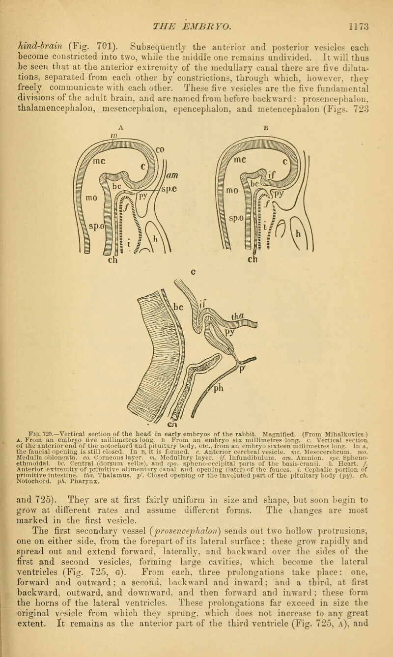 hind-brain (Fig. 701). Subsequently the anterior and posterior vesicle.-' each become constricted into two, while the'middle one remains undivided. It will thus be seen that at the anterior extremity of the medullary canal there are five dilata- tions, separated from each other by constrictions, through which, however, they freely communicate with each other. These five vesicles are the five fundamental divisions of the adult brain, and are named from before backward : prosencephalon, thalamencephalon, mesencephalon, epencephalon, and metencephalon (Figs. 723 en Fig. 720.—Vertical section of the head in early embryos of the rabbit. Magnified. (From Mihalkovics.) A. From an embryo five millimetres long, b From an embryo six millimetres long. c. Vertical section of the anterior end of the notochord and pituitary body, etc., from an embryo sixteen millimetres long. In A, the faucial opening is still closed. In B, it is formed, c. Anterior cerebral vesicle, vie. Wesocerebrum. mo. Medulla oblongata, co. Corneous layer, m. Medullary layer, if. Infundibulum. am. Amnion, zpc. Spheno- ethmoidal. 6c. Central (dorsum sella;), and spo. spheno-occipital parts of the basis-cranii. ft. Heart. /. Anterior extremity of primitive alimentary canal and opening (later) of the fauces, i. Cephalic portion of primitive intestine, tha. Thalamus, p'. Closed opening or the involuted part of the pituitary body (py). ch. Notochord. ph. Pharynx. and 725). They are at first fairly uniform in size and shape, but soon begin to grow at different rates and assume different forms. The changes are most marked in the first vesicle. The first secondary vessel (prosencephalon) sends out two hollow protrusions, one on either side, from the forepart of its lateral surface; these grow rapidly and spread out and extend forward, laterally, and backward over the sides of the first and second vesicles, forming large cavities, which become the lateral ventricles (Fig. 725, g). From each, three prolongations take place: one, forward and outward; a second, backward and inward; and a third, at first backward, outward, and downward, and then forward and inward; these form the horns of the lateral ventricles. These prolongations far exceed in size the original vesicle from which they sprung, which does not increase to any great extent. It remains as the anterior part of the third ventricle (Fig. 725, a), and