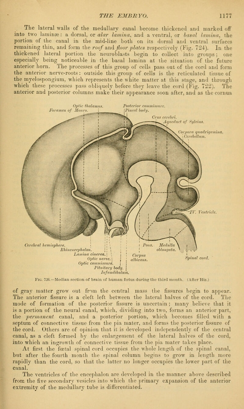 The lateral walls of the medullary canal become thickened and marked off into two laminae: a dorsal, or alar lamina, and a ventral, or basal lamina, the portion of the canal in the mid-line both on its dorsal and ventral surfaces remaining thin, and form the roof and floor plates respectively (Fig. 724). In the thickened lateral portion the neuroblasts begin to collect into groups: one especially being noticeable in the basal lamina at the situation of the future anterior horn. The processes of this group of cells pass out of the cord and form the anterior nerve-roots: outside this group of cells is the reticulated tissue of the myelospongium, which represents the white matter at this stage, and through which these processes pass obliquely before they leave the cord (Fig. 722). The anterior and posterior columns make their appearance soon after, and as the cornua Optic thalamus Foramen of Monro Posterior commissure. Pineal hody. Cms cerebri. Iqueduct of Sylvius. Corpora quadrigemina. Cerebellum. Ventricle. Cerebral hemisphere. ; Ehinencephalon. | j \ Lamina cinerea. [ \ Optic nerve. \ ' j Optic commissure'. ; Pituitary body. '• Infundibulum. Corpus albicans. Spinal cord. Fig. 726.—Median section of brain of human fetus during the third month. (After His.) of gray matter grow out from the central mass the fissures begin to appear. The anterior fissure is a cleft left between the lateral halves of the cord. The mode of formation of the posterior fissure is uncertain ; many believe that it is a portion of the neural canal, which, dividing into two, forms an anterior part, the permanent canal, and a posterior portion, which becomes filled with a septum of connective tissue from the pia mater, and forms the posterior fissure of the cord. Others are of opinion that it is developed independently of the central canal, as a cleft formed by the enlargement of the lateral halves of the cord, into which an ingrowth of connective tissue from the pia, mater takes place. At first the foetal spinal cord occupies the whole length of the spinal canal, but after the fourth month the spinal column begins to grow in length more rapidly than the cord, so that the latter no longer occupies the lower part of the canal. The ventricles of the encephalon arc developed in the manner above described from the five secondary vesicles into which the primary expansion of the anterior extremity of the medullary tube is differentiated.