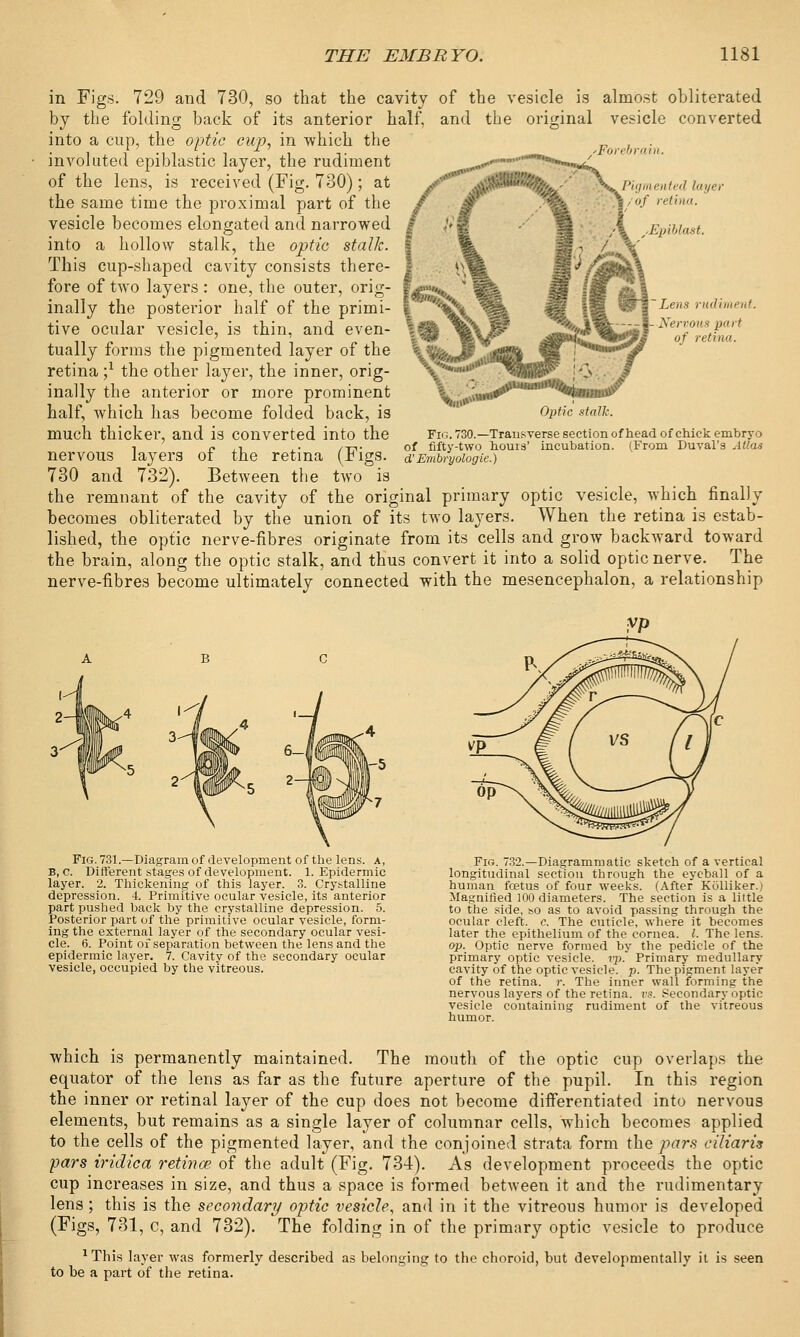 of the vesicle is almost obliterated and the original vesicle converted sForebrain. in Figs. 729 and 730, so that the cavity by the folding back of its anterior half, into a cup, the optic cup, in which the involuted epiblastic layer, the rudiment of the lens, is received (Fig. 730); at the same time the proximal part of the vesicle becomes elongated and narrowed into a hollow stalk, the optic stalk. This cup-shaped cavity consists there- fore of two layers : one, the outer, orig- inally the posterior half of the primi- tive ocular vesicle, is thin, and even- tually forms the pigmented layer of the retina ;x the other layer, the inner, orig- inally the anterior or more prominent half, which has become folded back, is much thicker, and is converted into the nervous layers of the retina (Figs. 730 and 732). Between the two is the remnant of the cavity of the original primary optic vesicle, which finally becomes obliterated by the union of its two layers. When the retina is estab- lished, the optic nerve-fibres originate from its cells and grow backward toward the brain, along the optic stalk, and thus convert it into a solid optic nerve. The nerve-fibres become ultimately connected with the mesencephalon, a relationship en I id layer retina. Epiblast. Lens rudiment. Nervous part of retina. Optic stalk. Fig. 730.—Transverse section of head of chick embryo fifty-two houis' incubation. (From Duval's Atlas d' Embryologie.) of Fig. 731.—Diagram of development of the lens, a, B, c. Different stages of development. 1. Epidermic layer. 2. Thickening of this layer. 3. Crystalline depression. 4. Primitive ocular vesicle, its anterior part pushed back by the crystalline depression. 5. Posterior part of the primitive ocular vesicle, form- ing the external layer of the secondary ocular vesi- cle. 6. Point of separation between the lens and the epidermic layer. 7. Cavity of the secondary ocular vesicle, occupied by the vitreous. Fig. 732.—Diagrammatic sketch of a vertical longitudinal section through the eyeball of a human foetus of four weeks. (After Kolliker.) Magnified 100 diameters. The section is a little to the side, so as to avoid passing through the ocular cleft, c. The cuticle, where it becomes later the epithelium of the cornea. I. The lens. op. Optic nerve formed by the pedicle of the primary optic vesicle, vp. Primary medullary cavity of the optic vesicle, p. The pigment layer of the retina, r. The inner wall forming the nervous layers of the retina, as. Secondary optic vesicle containing rudiment of the vitreous humor. which is permanently maintained. The mouth of the optic cup overlaps the equator of the lens as far as the future aperture of the pupil. In this region the inner or retinal layer of the cup does not become differentiated into nervous elements, but remains as a single layer of columnar cells, which becomes applied to the cells of the pigmented layer, and the conjoined strata form the pars ciliaris pars iridica retinae of the adult (Fig. 734). As development proceeds the optic cup increases in size, and thus a space is formed between it and the rudimentary lens ; this is the secondary optic vesicle, and in it the vitreous humor is developed (Figs, 731, c, and 732). The folding in of the primary optic vesicle to produce 1This layer was formerly described as belonging to the choroid, but developmentally it is seen to be a part of the retina.