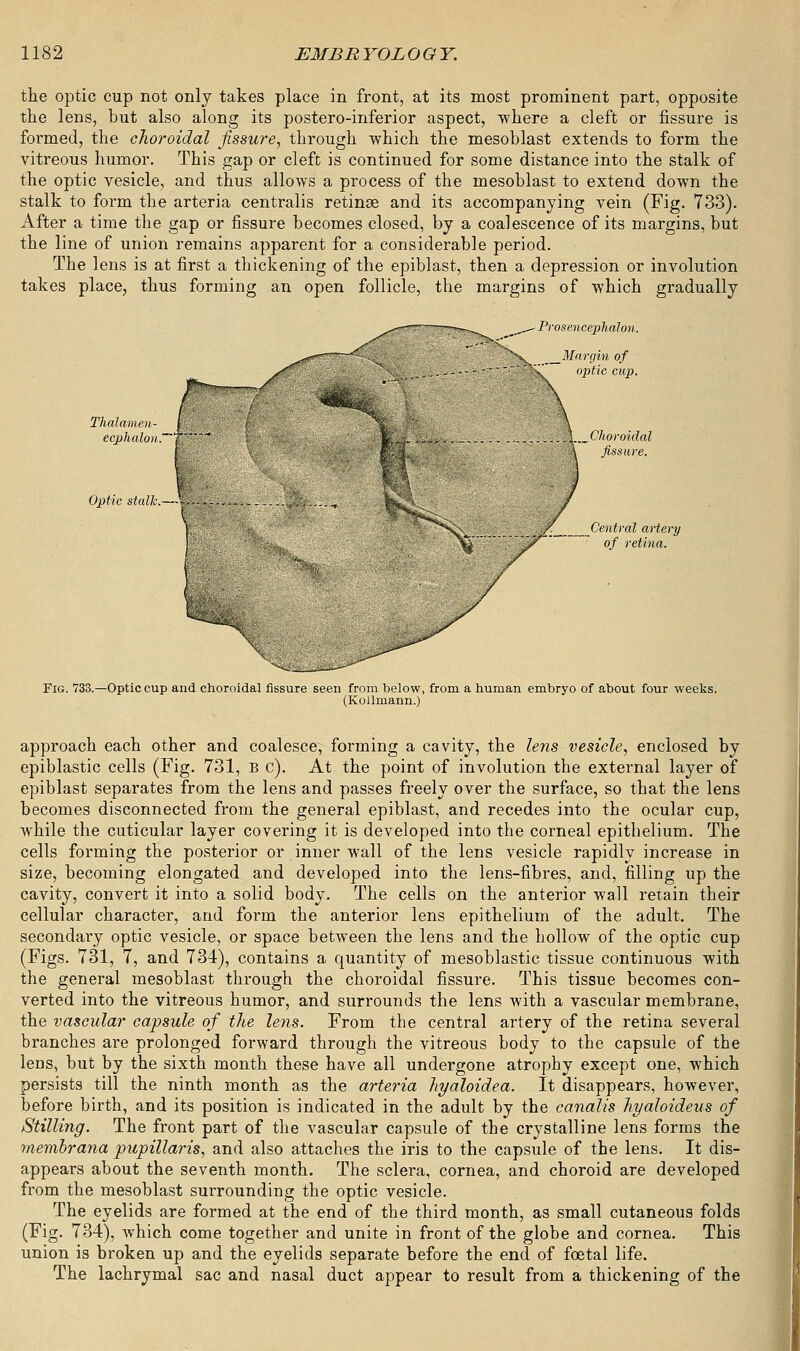 the optic cup not only takes place in front, at its most prominent part, opposite the lens, but also along its postero-inferior aspect, where a cleft or fissure is formed, the choroidal fissure, through which the mesoblast extends to form the vitreous humor. This gap or cleft is continued for some distance into the stalk of the optic vesicle, and thus allows a process of the mesoblast to extend down the stalk to form the arteria centralis retinae and its accompanying vein (Fig. 733). After a time the gap or fissure becomes closed, by a coalescence of its margins, but the line of union remains apparent for a considerable period. The lens is at first a thickening of the epiblast, then a depression or involution takes place, thus forming an open follicle, the margins of which gradually Thalamen- ecphalon. Optic stalk.—-Ifi ~/ ,^- Prosencephalon. ^V Margin of optic cup. \ T™8^ \ • if . J Choroidal ^^Hi fissure. - ^L ) x,. /__ Central artery ■ i£' pr  of retina. Fig. 733.—Optic cup and choroidal fissure seen from below, from a human embryo of about four weeks. (Kollmann.) approach each other and coalesce, forming a cavity, the lens vesicle, enclosed by epiblastic cells (Fig. 731, B c). At the point of involution the external layer of epiblast separates from the lens and passes freely over the surface, so that the lens becomes disconnected from the general epiblast, and recedes into the ocular cup, while the cuticular layer covering it is developed into the corneal epithelium. The cells forming the posterior or inner wall of the lens vesicle rapidly increase in size, becoming elongated and developed into the lens-fibres, and, filling up the cavity, convert it into a solid body. The cells on the anterior wall retain their cellular character, and form the anterior lens epithelium of the adult. The secondary optic vesicle, or space between the lens and the hollow of the optic cup (Figs. 731, 7, and 734), contains a quantity of mesoblastic tissue continuous with the general mesoblast through the choroidal fissure. This tissue becomes con- verted into the vitreous humor, and surrounds the lens with a vascular membrane, the vascular capsule of the lens. From the central artery of the retina several branches are prolonged forward through the vitreous body to the capsule of the lens, but by the sixth month these have all undergone atrophy except one, which persists till the ninth month as the arteria hyaloidea. It disappears, however, before birth, and its position is indicated in the adult by the canalis hyaloideus of Stilling. The front part of the vascular capsule of the crystalline lens forms the rnembrana pupillaris, and also attaches the iris to the capsule of the lens. It dis- appears about the seventh month. The sclera, cornea, and choroid are developed from the mesoblast surrounding the optic vesicle. The eyelids are formed at the end of the third month, as small cutaneous folds (Fig. 734), which come together and unite in front of the globe and cornea. This union is broken up and the eyelids separate before the end of foetal life. The lachrymal sac and nasal duct appear to result from a thickening of the