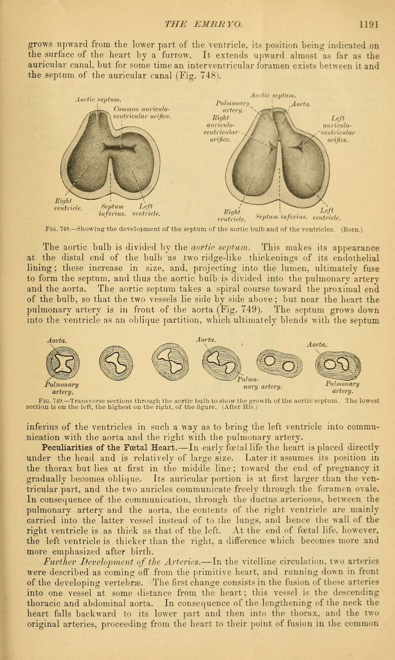 grows upward from the lower part of the ventricle, its position being indicated on the surface of the heart by a furrow. It extends upward almost as far as the auricular canal, but for some time an interventricular foramen exists between it and the septum of the auricular canal (Fig. 748). Aortic septum. Common auriculo- ventricular orifice. Pulmonary artery. Bight auriculo- ventricular orifice, Aortic septum. Aorta. Right ventricle Septum Left inferius. ventricle. Right ventricle. Left Septum inferius. ventricle. Fig. 748.—Showing the development of the septum of the aortic hulb and of the ventricles. (Born.) The aortic bulb is divided by the aortic septum. This makes its appearance at the distal end of the bulb as two ridge-like thickenings of its endothelial lining; these increase in size, and, projecting into the lumen, ultimately fuse to form the septum, and thus the aortic bulb is divided into the pulmonary artery and the aorta. The aortic septum takes a spiral course toAvard the proximal end of the bulb, so that the two vessels lie side by side above; but near the heart the pulmonary artery is in front of the aorta (Fig. 749). The septum grows down into the ventricle as an oblique partition, which ultimately blends with the septum Aorta. Aorta. rpulmo- Pulmonary nary artery. Pulmonary artery. artery. Fig. 749.—Transverse sections through the aortic bulb to show the growth of the aortic septum. The lowest section is on the left, the highest on the right, of the figure. (After His.j inferius of the ventricles in such a way as to bring the left ventricle into commu- nication with the aorta and the right with the pulmonary artery. Peculiarities of the Foetal Heart.—In early foetal life the heart is placed directly under the head and is relatively of large size. Later it assumes its position in the thorax but lies at first in the middle line; toward the end of pregnancy it gradually becomes oblique. Its auricular portion is at first larger than the ven- tricular part, and the two auricles communicate freely through the foramen ovale. In consequence of the communication, through the ductus arteriosus, between the pulmonary artery and the aorta, the contents of the right ventricle are mainly carried into the latter vessel instead of to the lungs, and hence the wall of the right ventricle is as thick as that of the left. At the end of foetal life, however, the left ventricle is thicker than the right, a difference which becomes more and more emphasized after birth. Further Development of the Arteries.—In the vitelline circulation, two arteries were described as coming off from the primitive heart, and running down in front of the developing vertebrse. The first change consists in the fusion of these arteries into one vessel at some distance from the heart; this vessel is the descending thoracic and abdominal aorta. In consequence of the lengthening of the neck the heart falls backward to its lower part and then into the thorax, and the two original arteries, proceeding from the heart to their point of fusion in the common