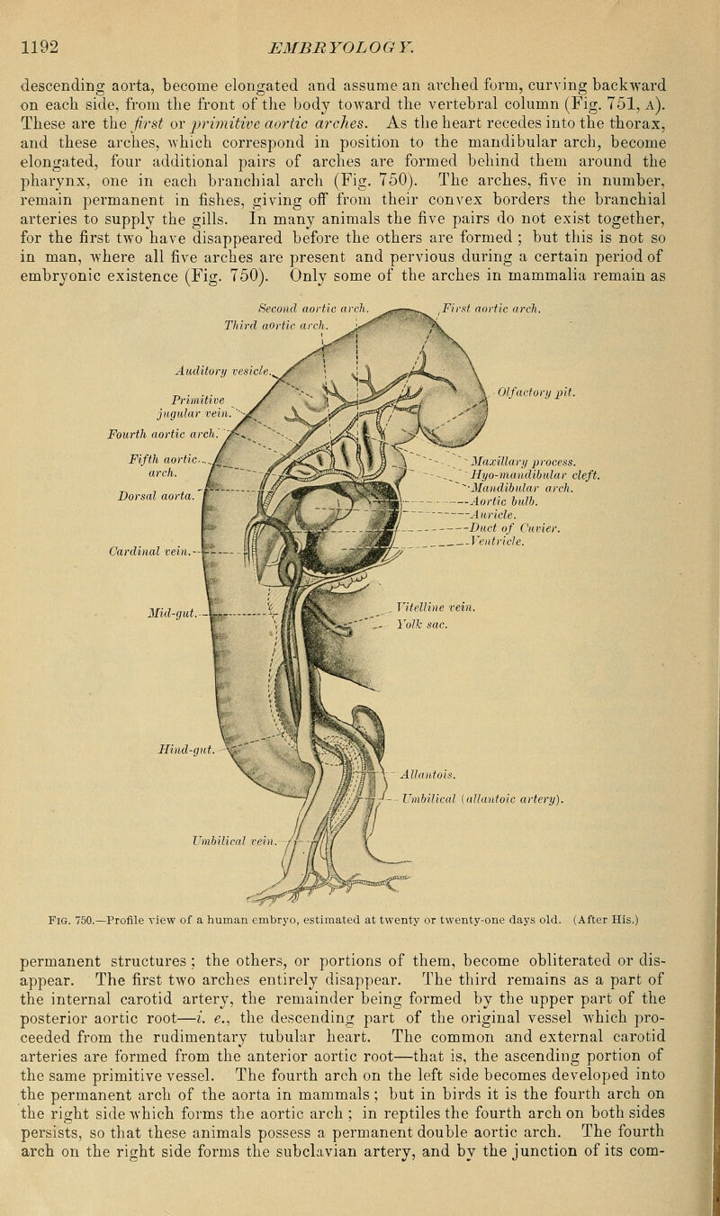 descending aorta, become elongated and assume an arched form, curving backward on each side, from the front of the body toAvard the vertebral column (Fig. 751, a). These are the first or primitive aortic arches. As the heart recedes into the thorax, and these arches, which correspond in position to the mandibular arch, become elongated, four additional pairs of arches are formed behind them around the pharynx, one in each branchial arch (Fig. 750). The arches, five in number, remain permanent in fishes, giving off from their convex borders the branchial arteries to supply the gills. In many animals the five pairs do not exist together, for the first two have disappeared before the others are formed ; but this is not so in man, where all five arches are present and pervious during a certain period of embryonic existence (Fig. 750). Only some of the arches in mammalia remain as Second aortic arch. Third aortic arch. Auditor Primiti jugular Fourth aortic ar Fifth aortic- arch. Dorsal aorta.' Cardinal vein. Mid-gut. — fe Hind-gut First aortic arch. Olfactory j) it. - -.  Maxillary process. -^ '' Hyo-mandibular cleft. ^•Mandibular arch. Aortic bulb. Auricle. Duct of Cuvier. Ventricle. Allantois. Umbilical (allantoic artery). Umbilical vein. Fig. 750.—Profile view of a human embryo, estimated at twenty or twenty-one days old. (After His.) permanent structures ; the others, or portions of them, become obliterated or dis- appear. The first two arches entirely disappear. The third remains as a part of the internal carotid artery, the remainder being formed by the upper part of the posterior aortic root—i. e., the descending part of the original vessel which pro- ceeded from the rudimentary tubular heart. The common and external carotid arteries are formed from the anterior aortic root—that is, the ascending portion of the same primitive vessel. The fourth arch on the left side becomes developed into the permanent arch of the aorta in mammals; but in birds it is the fourth arch on the right side which forms the aortic arch ; in reptiles the fourth arch on both sides persists, so that these animals possess a permanent double aortic arch. The fourth arch on the right side forms the subclavian artery, and by the junction of its com-