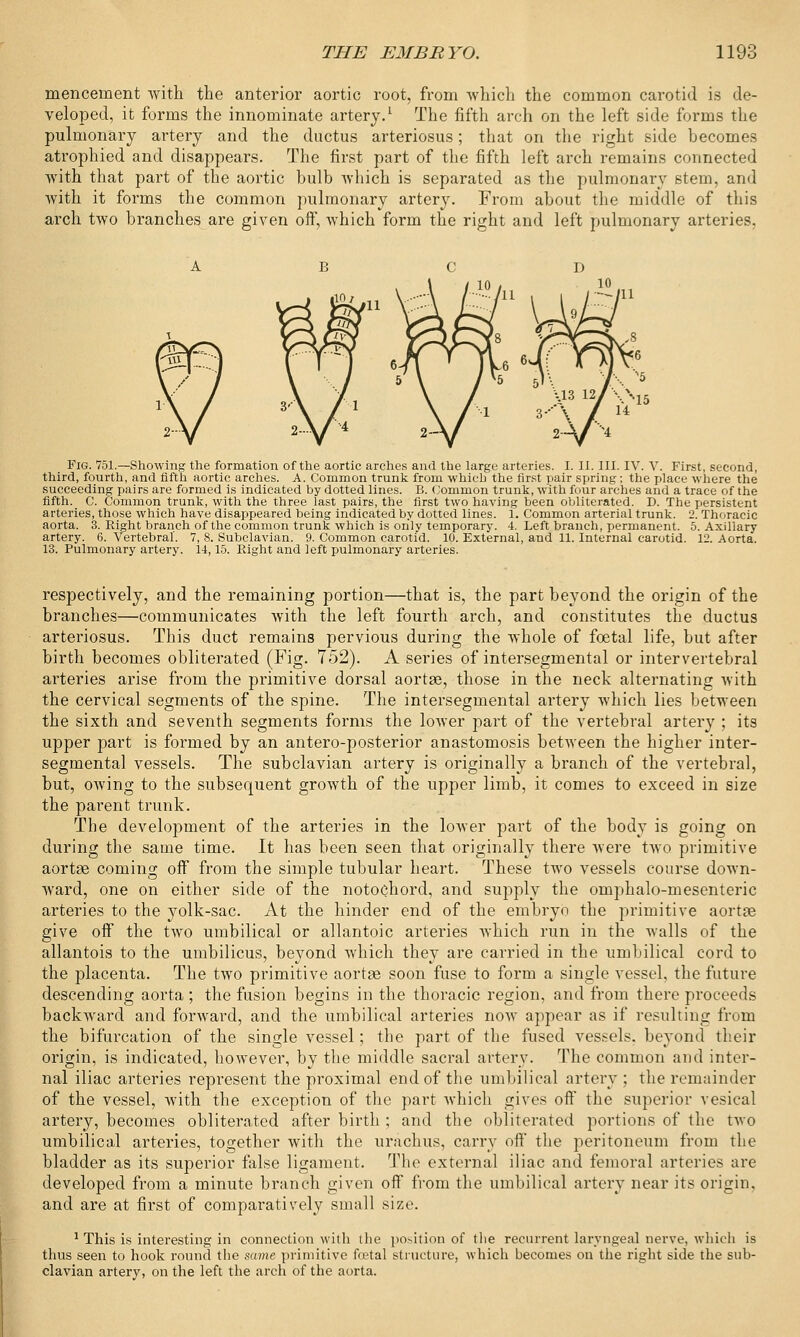 menceinent with the anterior aortic root, from which the common carotid is de- veloped, it forms the innominate artery.1 The fifth arch on the left side forms the pulmonary artery and the ductus arteriosus; that on the right side becomes atrophied and disappears. The first part of the fifth left arch remains connected with that part of the aortic bulb which is separated as the pulmonary stem, and with it forms the common pulmonary artery. From about the middle of this arch two branches are given off, which form the right and left pulmonary arteries, Fig. 751.— Showing the formation of the aortic arches and the large arteries. I. II. III. IV. V. First, second, third, fourth, and fifth aortic arches. A. Common trunk from which the first pair spring; the place where the succeeding pairs are formed is indicated by dotted lines. B. Common trunk, with four arches and a trace of the fifth. C. Common trunk, with the three last pairs, the first two having been obliterated. D. The persistent arteries, those which have disappeared being indicated by dotted lines. 1. Common arterial trunk. 2. Thoracic aorta. 3. Right branch of the common trunk which is only temporary. 4. Left branch, permanent. 5. Axillary artery. 6. Vertebral. 7, 8. Subclavian. 9. Common carotid. 10. External, and 11. Internal carotid. 12. Aorta. 13. Pulmonary artery. 14,15. Right and left pulmonary arteries. respectively, and the remaining portion—that is, the part beyond the origin of the branches—communicates with the left fourth arch, and constitutes the ductus arteriosus. This duct remains pervious during the whole of foetal life, but after birth becomes obliterated (Fig. 752). A series of intersegmental or intervertebral arteries arise from the primitive dorsal aortae, those in the neck alternating with the cervical segments of the spine. The intersegmental artery which lies between the sixth and seventh segments forms the lower part of the vertebral artery ; its upper part is formed by an antero-posterior anastomosis between the higher inter- segmental vessels. The subclavian artery is originally a branch of the vertebral, but, owing to the subsequent growth of the upper limb, it comes to exceed in size the parent trunk. The development of the arteries in the lower part of the body is going on during the same time. It has been seen that originally there were two primitive aortse coming off from the simple tubular heart. These two vessels course down- ward, one on either side of the notochord, and supply the omphalo-mesenteric arteries to the yolk-sac. At the hinder end of the embryo the primitive aortas give off the two umbilical or allantoic arteries which run in the walls of the allantois to the umbilicus, beyond which they are carried in the umbilical cord to the placenta. The two primitive aortse soon fuse to form a single vessel, the future descending aorta; the fusion begins in the thoracic region, and from there proceeds backward and forward, and the umbilical arteries now appear as if resulting from the bifurcation of the single vessel; the part of the fused vessels, beyond their origin, is indicated, however, by the middle sacral artery. The common and inter- nal iliac arteries represent the proximal end of the umbilical artery ; the remainder of the vessel, with the exception of the part which gives off the superior vesical artery, becomes obliterated after birth ; and the obliterated portions of the two umbilical arteries, together with the urachus, carry oft the peritoneum from the bladder as its superior false ligament. The external iliac and femoral arteries are developed from a minute branch given off from the umbilical artery near its origin, and are at first of comparatively small size. 1 This is interesting in connection with the position of the recurrent laryngeal nerve, which is thus seen to hook round the same primitive fetal structure, which becomes on the right side the sub- clavian artery, on the left the arch of the aorta.