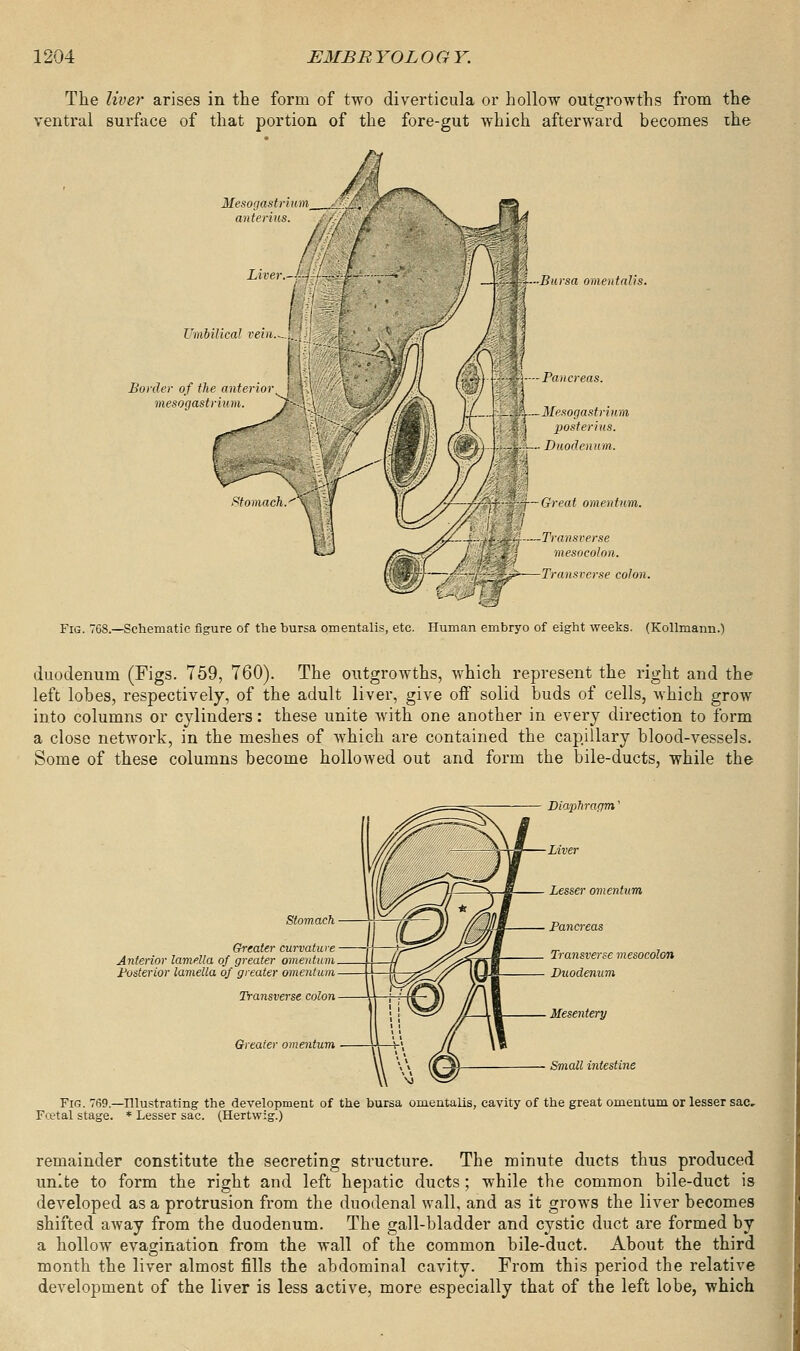 The liver arises in the form of two diverticula or hollow outgrowths from the ventral surface of that portion of the fore-gut which afterward becomes ihe Mesogastrium^ 4 anterius. ,. rV / Umbilical veil Border of the anteri mesogastrium. / —\&WhBursa omentalis. -Pancreas. a—Mesogastrium I posterius. 1— Duodenum. ■-■' il- i - j—Great omentum. -Transverse mesocolon. -Transverse colon. Fig. 768.—Schematic figure of the hursa omentalis, etc. Human embryo of eight weeks. (Kollmann.) duodenum (Figs. 759, 760). The outgrowths, which represent the right and the left lobes, respectively, of the adult liver, give off solid buds of cells, which grow into columns or cylinders: these unite with one another in every direction to form a close network, in the meshes of which are contained the capillary blood-vessels. Some of these columns become hollowed out and form the bile-ducts, while the Diaphragm' Liver Stomach Greater curvature Anterior lamella of greater omentum Posterior lamella of greater omentum Transverse colon Greater omentum Lesser omentum Pancreas Transverse mesocolon Duodenum Mesentery Small intestine Fig. 769.—Illustrating the development of the bursa omentalis, cavity of the great omentum or lesser sac, Fretal stage. * Lesser sac. (Hertwig.) remainder constitute the secreting structure. The minute ducts thus produced unite to form the right and left hepatic ducts; while the common bile-duct is developed as a protrusion from the duodenal wall, and as it grows the liver becomes shifted away from the duodenum. The gall-bladder and cystic duct are formed by a hollow evagination from the wall of the common bile-duct. About the third month the liver almost fills the abdominal cavity. From this period the relative development of the liver is less active, more especially that of the left lobe, which