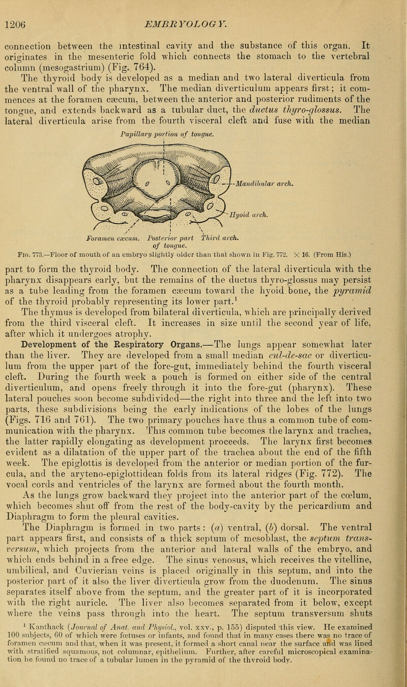 connection between the intestinal cavity and the substance of this organ. It originates in the mesenteric fold which connects the stomach to the vertebral column (mesogastrium) (Fig. 764). The thyroid body is developed as a median and two lateral diverticula from the ventral wall of the pharynx. The median diverticulum appears first; it com- mences at the foramen caecum, between the anterior and posterior rudiments of the tongue, and extends backward as a tubular duct, the ductus thyro-glossus. The lateral diverticula arise from the fourth visceral cleft and fuse with the median Papillary portion of tongue. r—j—Mandibular arch. V:-.v-.:.T ©:\i|^l_-eS^Srre>.'; ■ Zs'^Hyoid arch. Foramen csecam. Posterior part Third arch, of tongue. Fig. 773.—Floor of mouth, of an embryo slightly older than that shown in Fig. 772. X 16. (From His.) part to form the thyroid body. The connection of the lateral diverticula with the pharynx disappears early, but the remains of the ductus tbyro-glossus may persist as a tube leading from the foramen caecum toward the hyoid bone, the pyramid of the thyroid probably representing its lower part.1 The thymus is developed from bilateral diverticula, which are principally derived from the third visceral cleft. It increases in size until the second year of life, after which it undergoes atrophy. Development of the Eespiratory Organs.—The lungs appear somewhat later than the liver. They are developed from a small median cul-de-sac or diverticu- lum from the upper part of the fore-gut, immediately behind the fourth visceral cleft. During the fourth week a pouch is formed on either side of the central diverticulum, and opens freely through it into the fore-gut (pharynx). These lateral pouches soon become subdivided—the right into three and the left into two parts, these subdivisions being the early indications of the lobes of the lungs (Figs. 716 and 761). The two primary pouches have thus a common tube of com- munication with the pharynx. This common tube becomes the larynx and trachea, the latter rapidly elongating as development proceeds. The larynx first becomes evident as a dilatation of the upper part of the trachea about the end of the fifth week. The epiglottis is developed from the anterior or median portion of the fur- cula, and the aryteno-epiglottidean folds from its lateral ridges (Fig. 772). The vocal cords and ventricles of the larynx are formed about the fourth month. As the lungs grow backward they project into the anterior part of the coelum, which becomes shut off from the rest of the body-cavity by the pericardium and Diaphragm to form the pleural cavities. The Diaphragm is formed in two parts : (a) ventral, (b) dorsal. The ventral part appears first, and consists of a thick septum of mesoblast, the septum trans- versum, which projects from the anterior and lateral walls of the embryo, and which ends behind in a free edge. The sinus venosus, which receives the vitelline, umbilical, and Cuvierian veins is placed originally in this septum, and into the posterior part of it also the liver diverticula grow from the duodenum. The sinus separates itself above from the septum, and the greater part of it is incorporated with the right auricle. The liver also becomes separated from it below, except where the veins pass through into the heart. The septum transversum shuts 1 Kanthack (Journal of Anat. and Physiol, vol. xxv., p. 155) disputed 'this view. He examined 100 subjects, 60 of which were fetuses or infants, and found that in many cases there was no trace of foramen cfecum and that, when it was present, it formed a short canal near the surface and was lined with stratified squamous, not columnar, epithelium. Further, after careful microscopical examina- tion he found no trace of a tubular lumen in the pyramid of the thvroid body.