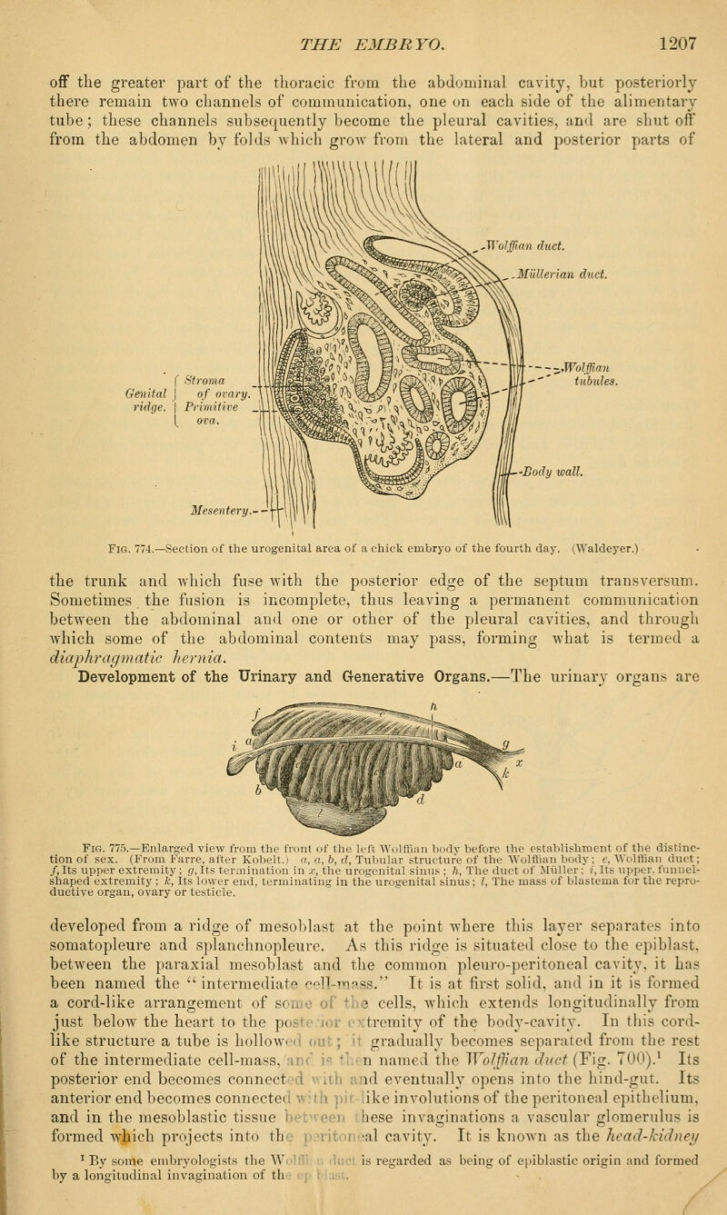 off the greater part of the thoracic from the abdominal cavity, but posteriorly there remain two channels of communication, one on each side of the alimentary tube; these channels subsequently become the pleural cavities, and are shut off from the abdomen by folds which grow from the lateral and posterior parts of ^,Wolffian duct. _.Miillerian duct. ( Stroma Genital j of ovary, ridge. \ Primitive J [ ova. Mesentery.- - -Wolffian ' tubules. -Body wall. Fig. 774.—Section of the urogenital area of a chick embryo of the fourth day. (Waldeyer.) the trunk and which fuse with the posterior edge of the septum transversum. Sometimes the fusion is incomplete, thus leaving a permanent communication between the abdominal and one or other of the pleural cavities, and through which some of the abdominal contents may pass, forming what is termed a diaphragmatic hernia. Development of the Urinary and Generative Organs.—The urinary organs are Fig. 775.—Enlarged view from the front of the left Wolffian body before the establishment of the distinc- tion of sex. (From Farre, after Kobelt.) a, a, b, d, Tubular structure of the Wolffian body; e, Wolffian duct; /.Its upper extremity; g, Its termination in .c, the urogenital sinus ; h, The duct of Nuller; £,Its upper, funnel- shaped extremity ; k, Its lower end, terminating in the urogenital sinus; /, The mass of blastema for the repro- ductive organ, ovary or testicle. developed from a ridge of mesoblast at the point where this layer separates into somatopleure and splanchnopleure. As this ridge is situated close to the epiblast, between the paraxial mesoblast and the common pleuro-peritoneal cavity, it has been named the  intermediate cell-mass. It is at first solid, and in it is formed a cord-like arrangement of some of the cells, which extends longitudinally from just below the heart to the pt tremity of the body-cavity. In this cord- like structure a tube is hollow^ gradually becomes separated from the rest of the intermediate cell-mass, 'iru' is ' I n named the Wolffian duct (Fig. 700).1 Its posterior end becomes connect id eventually opens into the hind-gut. Its anterior end becomes connecteo. ike involutions of the peritoneal epithelium, and in the mesoblastic tissue between hese invaginations a vascular glomerulus is formed which projects into th sal cavity. It is known as the head-kidney 1 By some embryologists the W is regarded as being of epiblastic origin and formed by a longitudinal invagination of the blast.