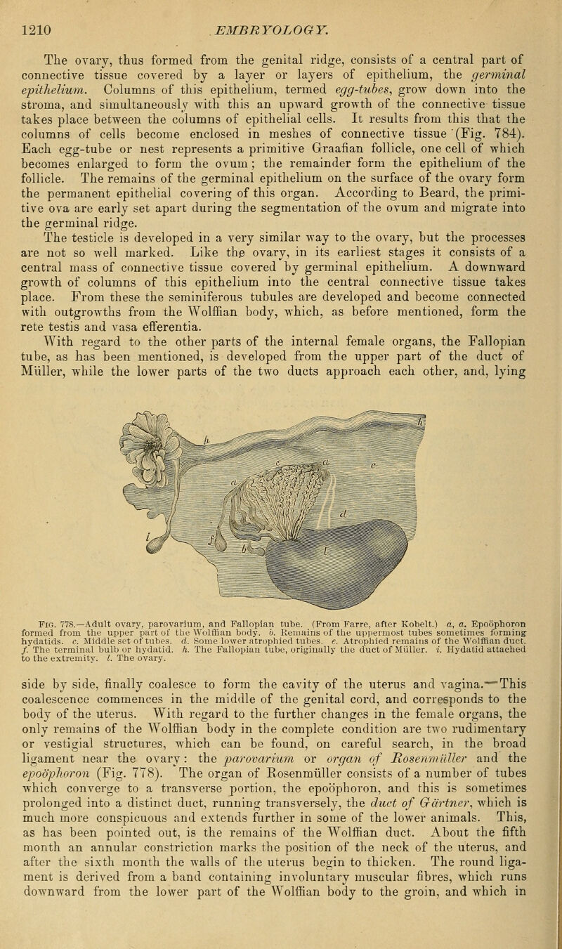 The ovary, thus formed from the genital ridge, consists of a central part of connective tissue covered by a layer or layers of epithelium, the germinal epithelium. Columns of this epithelium, termed egg-tubes, grow down into the stroma, and simultaneously with this an upward growth of the connective tissue takes place between the columns of epithelial cells. It results from this that the columns of cells become enclosed in meshes of connective tissue (Fig. 784). Each egg-tube or nest represents a primitive Graafian follicle, one cell of which becomes enlarged to form the ovum; the remainder form the epithelium of the follicle. The remains of the germinal epithelium on the surface of the ovary form the permanent epithelial covering of this organ. According to Beard, the primi- tive ova are early set apart during the segmentation of the ovum and migrate into the germinal ridge. The testicle is developed in a very similar way to the ovary, but the processes are not so well marked. Like the ovary, in its earliest stages it consists of a central mass of connective tissue covered by germinal epithelium. A downward growth of columns of this epithelium into the central connective tissue takes place. From these the seminiferous tubules are developed and become connected with outgrowths from the Wolffian body, which, as before mentioned, form the rete testis and vasa efferentia. With regard to the other parts of the internal female organs, the Fallopian tube, as has been mentioned, is developed from the upper part of the duct of Miiller, while the lower parts of the two ducts approach each other, and, lying Fig. 778.—Adult ovary, parovarium, and Fallopian tube. (From Farre, after Kobelt.) a, a. Epoophoron formed from the upper part of the Wolffian body. b. Remains of the uppermost tubes sometimes forming hydatids, c. Middle set of tubes, d. Some lower atrophied tubes, e. Atrophied remains of the Wolffian duct. /. The terminal bulb or hydatid, h. The Fallopian tube, originally the duct of Miiller. i. Hydatid attached to the extremity. I. The oVary. side by side, finally coalesce to form the cavity of the uterus and vagina.— This coalescence commences in the middle of the genital cord, and corresponds to the body of the uterus. With regard to the further changes in the female organs, the only remains of the Wolffian body in the complete condition are two rudimentary or vestigial structures, which can be found, on careful search, in the broad ligament near the ovary: the parovarium or organ of Rosenmiiller and the epoophoron (Fig. 778). The organ of Rosenmiiller consists of a number of tubes which converge to a transverse portion, the epoophoron, and this is sometimes prolonged into a distinct duct, running transversely, the duct of Gartner, which is much more conspicuous and extends further in some of the lower animals. This, as has been pointed out, is the remains of the Wolffian duct. About the fifth month an annular constriction marks the position of the neck of the uterus, and after the sixth month the walls of the uterus begin to thicken. The round liga- ment is derived from a band containing involuntary muscular fibres, which runs downward from the lower part of the Wolffian body to the groin, and which in