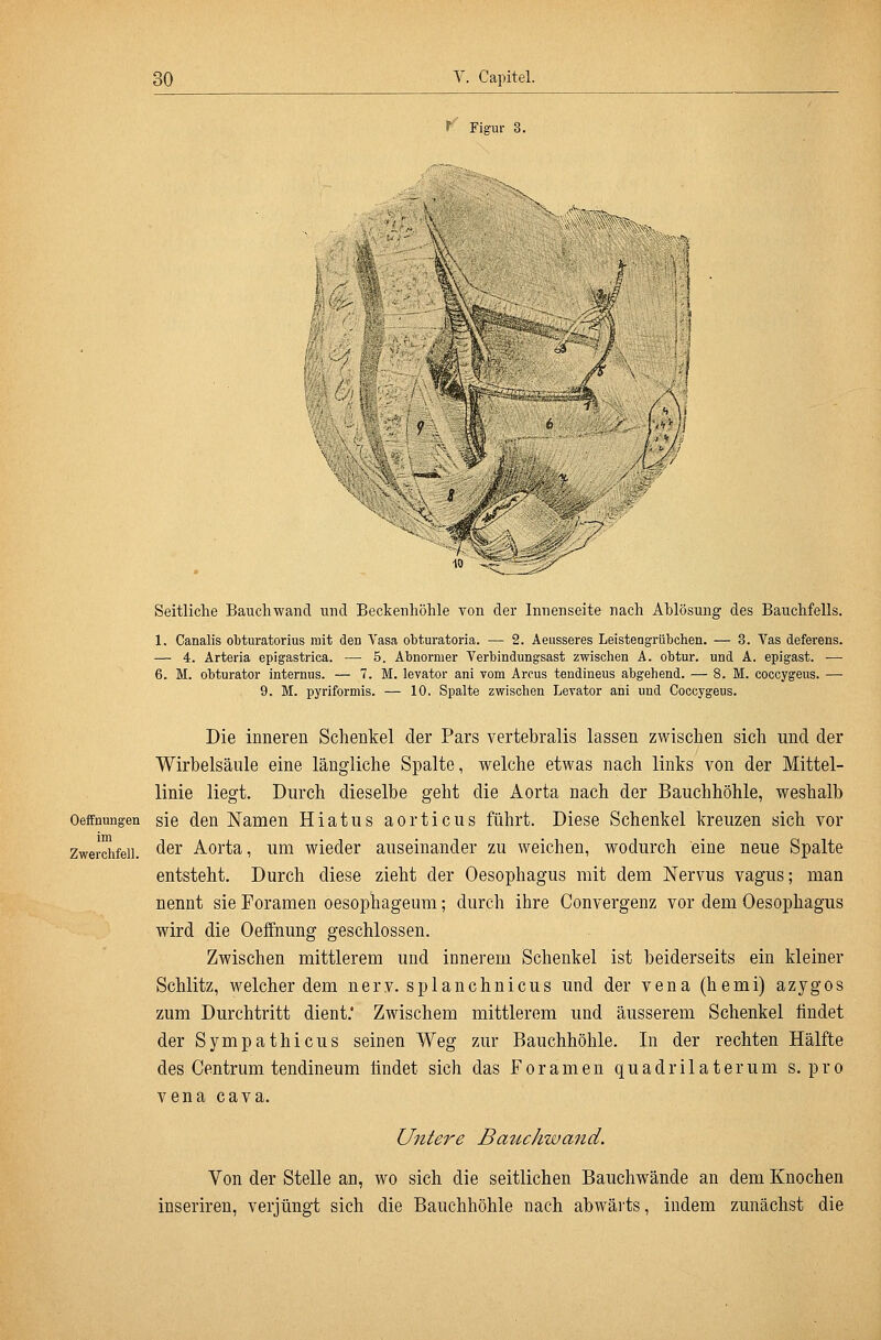 f Fiarur 3. 'I^^^N-^ /''y Seitliche Bauchwand und Beckenhöhle von der Innenseite nach Ablösung des Bauchfells. 1. Canalis obturatorius mit den Vasa obturatoria. — 2. Aeusseres Leisteogrübchen. — 3. Vas deferens. — 4. Arteria epigastrica. — 5. Abnormer Verbindungsast zwischen A. obtur. und A. epigast. — 6. M. obturator internus. — 7. M. levator ani vom Arcus tendineus abgehend. — 8. M. coccygeus. — 9. M. pyriformis. — 10. Spalte zwischen Levator ani und Coccygeus. Die inneren Schenkel der Pars vertebralis lassen zwischen sich und der Wirbelsäule eine längliche Spalte, welche etwas nach links von der Mittel- linie liegt. Durch dieselbe geht die Aorta nach der Bauchhöhle, weshalb Oeffnungen sie den Namen Hiatus aorticus führt. Diese Schenkel kreuzen sich vor Zwerchfell. ^^^ Aoi'ta, um wieder auseinander zu weichen, wodurch eine neue Spalte entsteht. Durch diese zieht der Oesophagus mit dem Nervus vagus; man nennt sie Poramen oesophageum; durch ihre Convergenz vor dem Oesophagus wird die Oeffnung geschlossen. Zwischen mittlerem und innerem Schenkel ist beiderseits ein kleiner Schlitz, welcher dem nerv, splauchnicus und der vena (hemi) azygos zum Durchtritt dient.' Zwischem mittlerem und äusserem Schenkel findet der Sympathicus seinen Weg zur Bauchhöhle. In der rechten Hälfte des Centrum tendineum findet sich das Foramen quadrilaterum s. pro vena cava. Untere Bauchwand. Von der Stelle an, wo sich die seitlichen Bauchwände an dem Knochen inseriren, verjüngt sich die Bauchhöhle nach abwärts, indem zunächst die