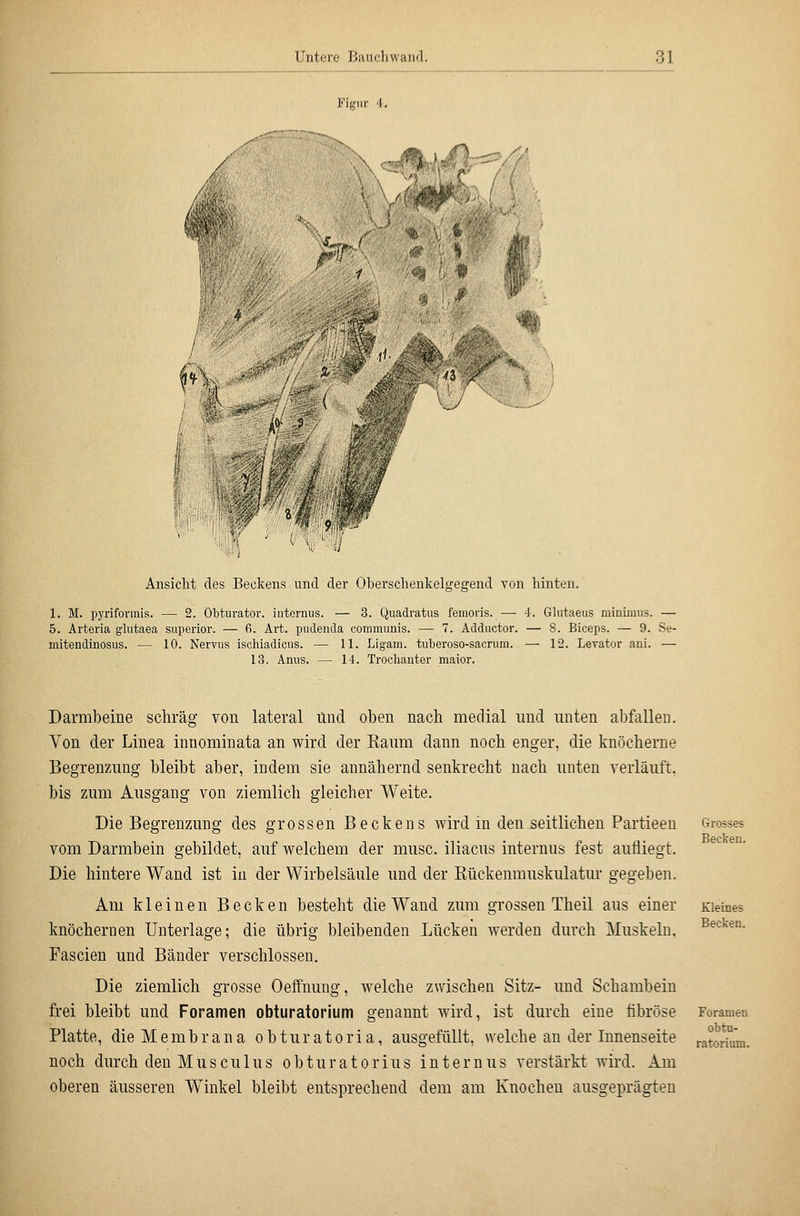 Untere Baucliwaiul. Ansicht des Beckens und der Oberschenkelgegend von hinten. 1. M. pyrifovrais. — 2. Obturator. internus. — 3. Quadratus femoris. — 4. Glutaeus minimus. — 5. Arteria g'lutaea siiperior. — 6. Art. pudenda communis. — 7. Adductor. — 8. Biceps. — 9. Se- mitendinosus. — 10. Nervus ischiadicus. — 11. Ligam. tuberoso-sacrum. — 12. Levator ani. — 13. Anus. — 14. Troclianter maior. Darmbeine schräg von lateral und oben nach medial und unten abfallen. Von der Linea innominata an wird der Eaiim dann noch enger, die knöcherne Begrenzmig bleibt aber, indem sie annähernd senkrecht nach unten verläuft, bis zum Ausgang von ziemlich gleicher Weite, Die Begrenzung des grossen Beckens Avird in den seitlichen Partieen vom Darmbein gebildet, auf welchem der musc. iliacus internus fest aufliegt. Die hintere Wand ist in der Wirbelsäule und der Kückenmuskulatur gegeben. Am kleinen Becken besteht die Wand zum grossen Theil aus einer knöchernen Unterlage; die übrig bleibenden Lücken werden durch Muskeln, Fascien und Bänder verschlossen. Die ziemlich grosse Oeffnung, welche zwischen Sitz- und Schambein frei bleibt und Foramen obturatorium genannt wird, ist durch eine fibröse Platte, die Membrana obturatoria, ausgefüllt, welche an der Innenseite noch durch den Musculus obturatorius internus verstärkt wii-d. Am oberen äusseren Winkel bleibt entsprechend dem am Knochen ausgeprägten Grosses Becken. kleines Becken. Foramen obtu- ratorium.