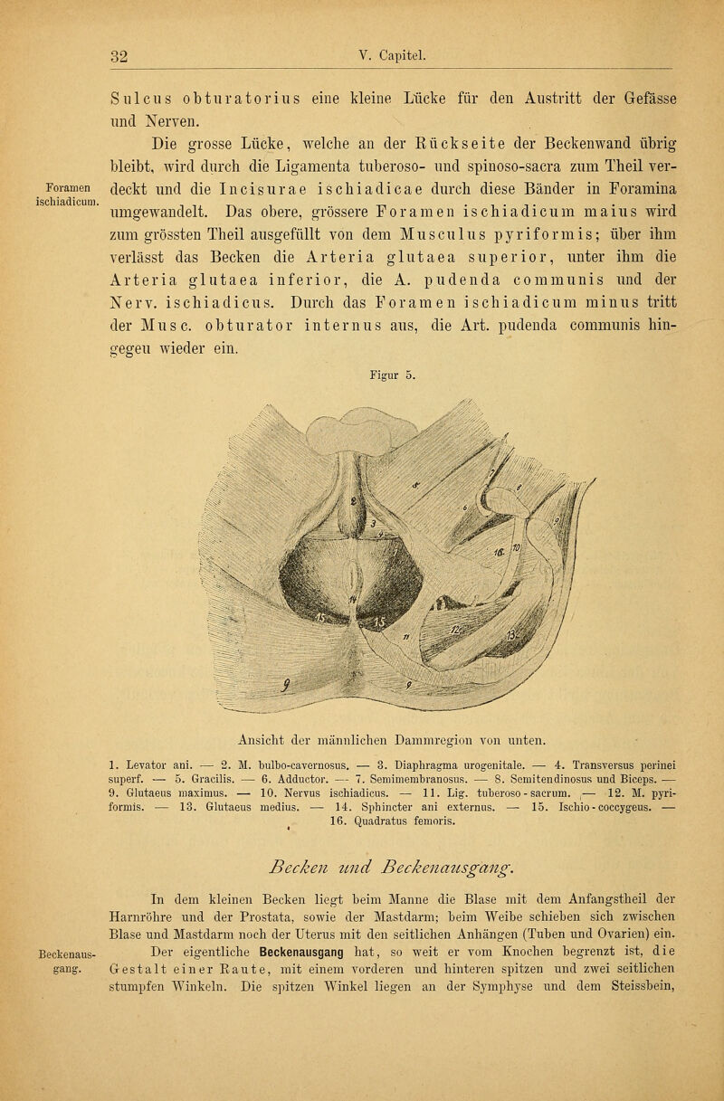 Foramen ischiadicum. S n 1 c 11 s 0 b t II r a 10 r i u s eine kleine Lticke für den Austritt der Gefässe und Nerven. Die grosse Lücke, welche an der Rückseite der Beckenwand übrig bleibt, wird durch die Ligamenta tuberoso- und spinoso-sacra zum Theil ver- deckt und die Incisurae ischiadicae durch diese Bänder in Foramina umgewandelt. Das obere, grössere Foramen ischiadicum malus wird zum grössten Theil ausgefüllt von dem Musculus pyriformis; über ihm verlässt das Becken die Arteria glutaea superior, unter ihm die Arteria glutaea inferior, die A. pudenda communis und der Nerv, ischiadicus. Durch das Foramen ischiadicum minus tritt der Muse, obturator internus aus, die Art. pudenda communis hin- gegen wieder ein. Figur 5. Ansicht der männlichen Dammregion von unten. 1. Levator ani. — 2. M. TDulbo-cavernosus, — 3. Diaphragma urogenitale. — 4. Transversus perinei superf. — 5. Gracilis. — 6. Adductor. — 7. Semimembranosus. — 8. Semitendinosus und Biceps. — 9. Glutaeus maximus. — 10. Nervus ischiadicus. — 11. Lig. tuberoso - sacrum. ,— 12. M. pyri- formis. — 13. Glutaeus medius. — 14. Sphincter ani externus. —• 15. Ischio - coccygeus. — 16. Quadratus femoris. Beckenaus- Becken tmd Beckenausgang. In dem kleinen Becken liegt beim Manne die Blase mit dem Anfangstheil der Harnröhre und der Prostata, sowie der Mastdarm; beim Weibe schieben sich zwischen Blase und Mastdarm noch der Uterus mit den seitlichen Anhängen (Tuben und Ovarien) ein. Der eigentliche Beckenausgang hat, so weit er vom Knochen begrenzt ist, die Gestalt einer Eaute, mit einem vorderen und hinteren spitzen und zwei seitlichen stumpfen Winkeln. Die spitzen Winkel liegen an der Symphyse und dem Steissbein,