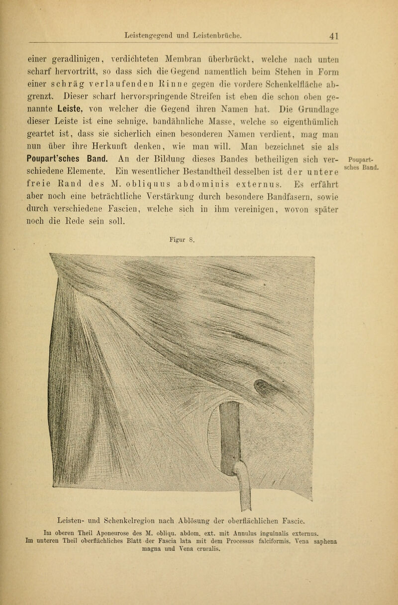 einer geradlinif^en, verdichteten Membran überbrückt, welclie iiacli unten scharf hervortritt, so dass sich die Gegend namentlicli beim Stehen in Form einer schräg verlaufenden Kinne gegen die vordere Schenkelfläche ab- grenzt. Dieser scharf hervorspringende Strf3ifen ist eben die schon oben ge- nannte Leiste, von welcher die Gegend ihren Namen hat. Die Grundlage dieser Leiste ist eine sehnige, bandähnliche Masse, welche so eigenthümlich geartet ist, dass sie sicherlich einen besonderen Namen verdient, mag man nun über ihre Herkunft denken, wie man will. Man bezeichnet sie als Poupart'sches Band. An der Bildung dieses Bandes betheiligen sich ver- Poupart- schiedene Elemente. Ein wesentlicher Bestandtheil desselben ist der untere freie Rand des M. obliquus abdominis externus. Es erfährt aber noch eine beträchtliche Verstärkung durch besondere Bandfasern, sowie durch verschiedene Fascien, welche sich in ihm vereinigen, wovon später noch die Kode sein soll. Figur 8. sches Band. U Leisten- und Schenkelregion nach Ablösung der oherflächlichen Fascie, Im oberen Theil Aponeiirose des M. obliqu. abdom. ext. mit Annulus ingninalis externus. Im unteren Theil oberflächliches Blatt der Faseia lata mit dem Processus falciformis. Vena saphena magna und Vena cruralis.