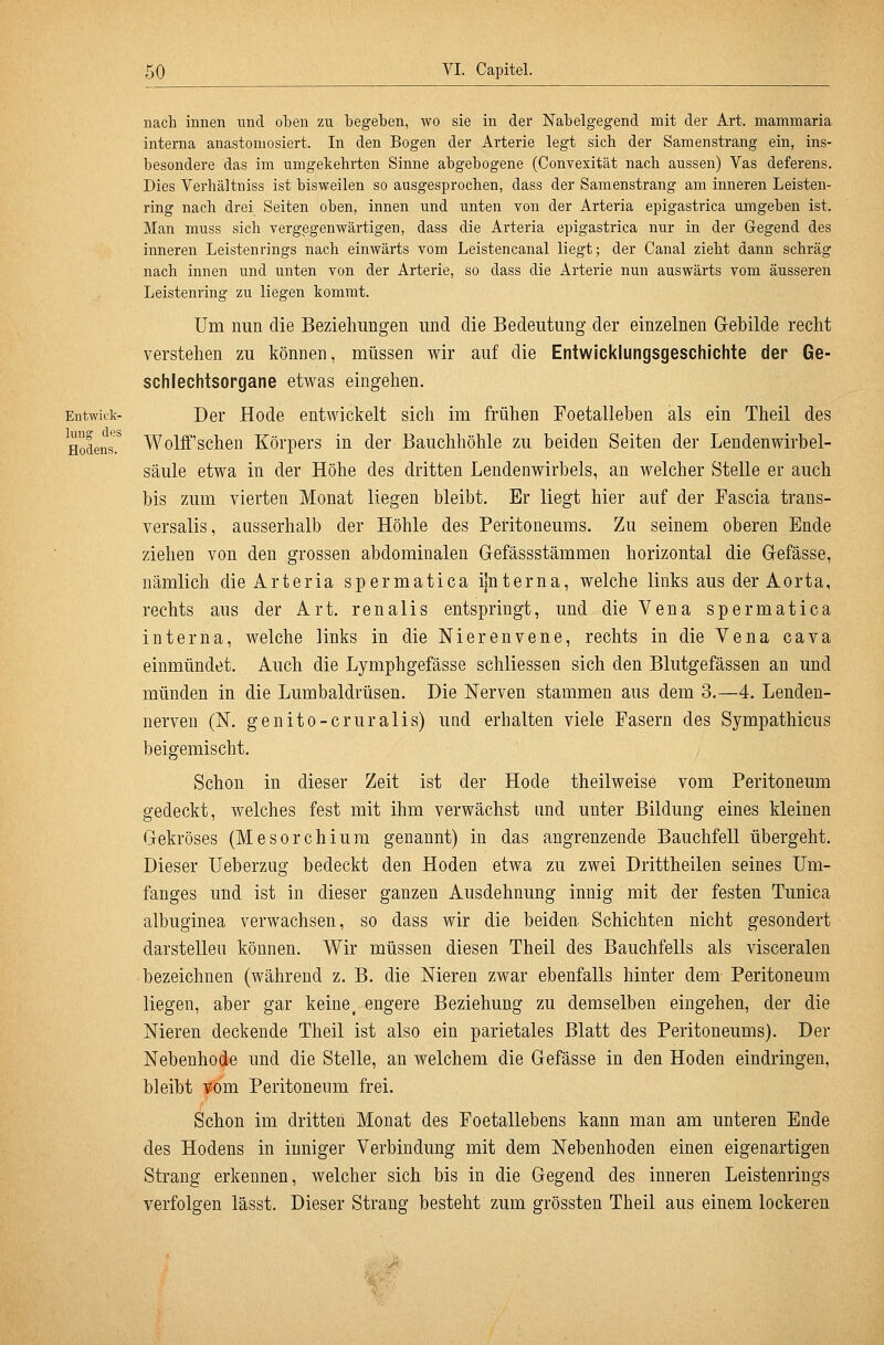 Entwick- lung des Hodens. nach innen und oben zu begeben, wo sie in der Nabelgegend mit der Art. mammaria interna anastoniosiert. In den Bogen der Arterie legt sich der Samenstrang ein, ins- besondere das im umgekehrten Sinne abgebogene (Convexität nach aussen) Vas deferens. Dies Verhältniss ist bisweilen so ausgesprochen, dass der Samenstrang am inneren Leisten- ring nach drei Seiten oben, innen und unten von der Arteria epigastrica umgeben ist. Man muss sich vergegenwärtigen, dass die Arteria epigastrica nur in der Gegend des inneren Leistenrings nach einwärts vom Leistencanal liegt; der Canal zieht dann schräg nach innen und unten von der Arterie, so dass die Arterie nun auswärts vom äusseren Leistenring zu liegen kommt. Um nun die Beziehungen und die Bedeutung der einzelnen Gebilde recht verstehen zu können, müssen wir auf die Entwicklungsgeschichte der Ge- schlechtsorgane etwas eingehen. Der Hode entwickelt sich im frühen Foetalleben als ein Theil des Wolff'sehen Körpers in der Bauchhöhle zu beiden Seiten der Lendenwirbel- säule etwa in der Höhe des dritten Lendenwirbels, an welcher Stelle er auch bis zum vierten Monat liegen bleibt. Er liegt hier auf der Tascia trans- versalis, ausserhalb der Höhle des Peritoneums. Zu seinem oberen Ende ziehen von den grossen abdominalen Gefässstämmen horizontal die Gefässe, nämlich die Arteria spermatica ijnterna, welche links aus der Aorta, rechts aus der Art. renalis entspringt, und die Vena spermatica interna, welche links in die Nierenvene, rechts in die Vena cava einmündet. Auch die Lymphgefässe schliessen sich den Blutgefässen an und münden in die Lumbaidrüsen. Die Nerven stammen aus dem 3,—4. Lenden- nerven (N. genito-cruralis) und erhalten viele Fasern des Sympathicus beigemischt. Schon in dieser Zeit ist der Hode theilweise vom Peritoneum gedeckt, welches fest mit ihm verwächst und unter Bildung eines kleinen Gekröses (Mesorchiura genannt) in das angrenzende Bauchfell übergeht. Dieser Ueberzug bedeckt den Hoden etwa zu zwei Drittheilen seines Um- fanges und ist in dieser ganzen Ausdehnung innig mit der festen Tunica albuginea verwachsen, so dass wir die beiden Schichten nicht gesondert darstellen können. Wir müssen diesen Theil des Bauchfells als visceralen bezeichnen (während z. B. die Nieren zwar ebenfalls hinter dem Peritoneum liegen, aber gar keine^ engere Beziehung zu demselben eingehen, der die Nieren deckende Theil ist also ein parietales Blatt des Peritoneums). Der Nebenhode und die Stelle, an welchem die Gefässe in den Hoden eindringen, bleibt wm Peritoneum frei. Schon im dritten Monat des Foetallebens kann man am unteren Ende des Hodens in inniger Verbindung mit dem Nebenhoden einen eigenartigen Strang erkennen, welcher sich bis in die Gegend des inneren Leistenrings verfolgen lässt. Dieser Strang besteht zum grössten Theil aus einem lockeren