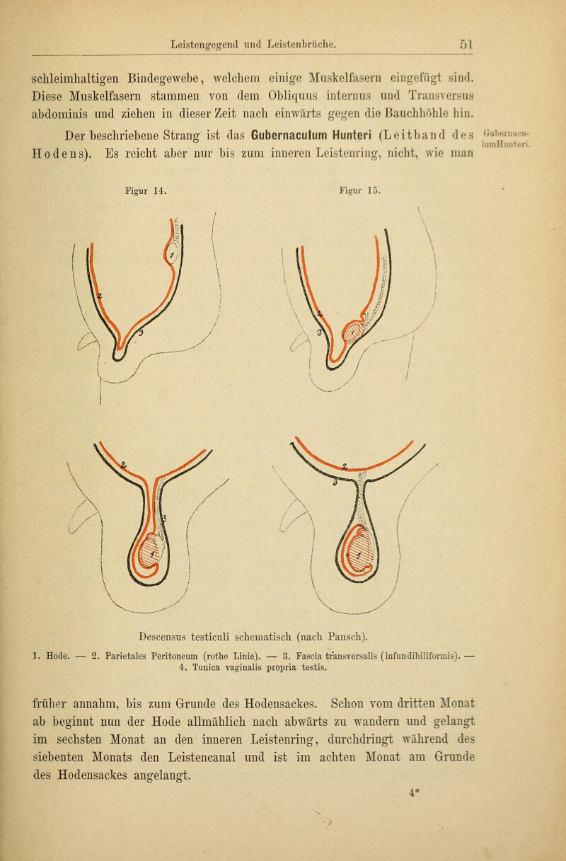 schleimhaltigen Bindegewebe, welchem, einige Muskelfasern eingefügt sind. Diese Muskelfasern stammen von dem Obliquus internus und Transversus abdominis und ziehen in dieser Zeit nach einwärts gegen die i3auchhöhle hin. Der beschriebene Strang ist das Gubernaculum Hunteri (Leitband des ^'ubemacu- lumHtinteri. Hodens). Es reicht aber nur bis zum inneren Leistenring, nicht, wie man Figur 14. Figur 15. Descensus testiculi schematisch (nach Pansch). 1. Hode. — 2. Parietales Peritoneum (rothe Linie). — 3. Fascia transversalis (infundibiliformis).— 4. Tunica vaginalis propria testis. früher annahm, bis zum Grunde des Hodensackes, Schon vom dritten Monat ab beginnt nun der Hode allmählich nach abwärts zu wandern imd gelangt im sechsten Monat an den inneren Leistenring, durchdringt während des siebenten Monats den Leistencanal und ist im achten Monat am Grunde des Hodensackes angelangt. 4*