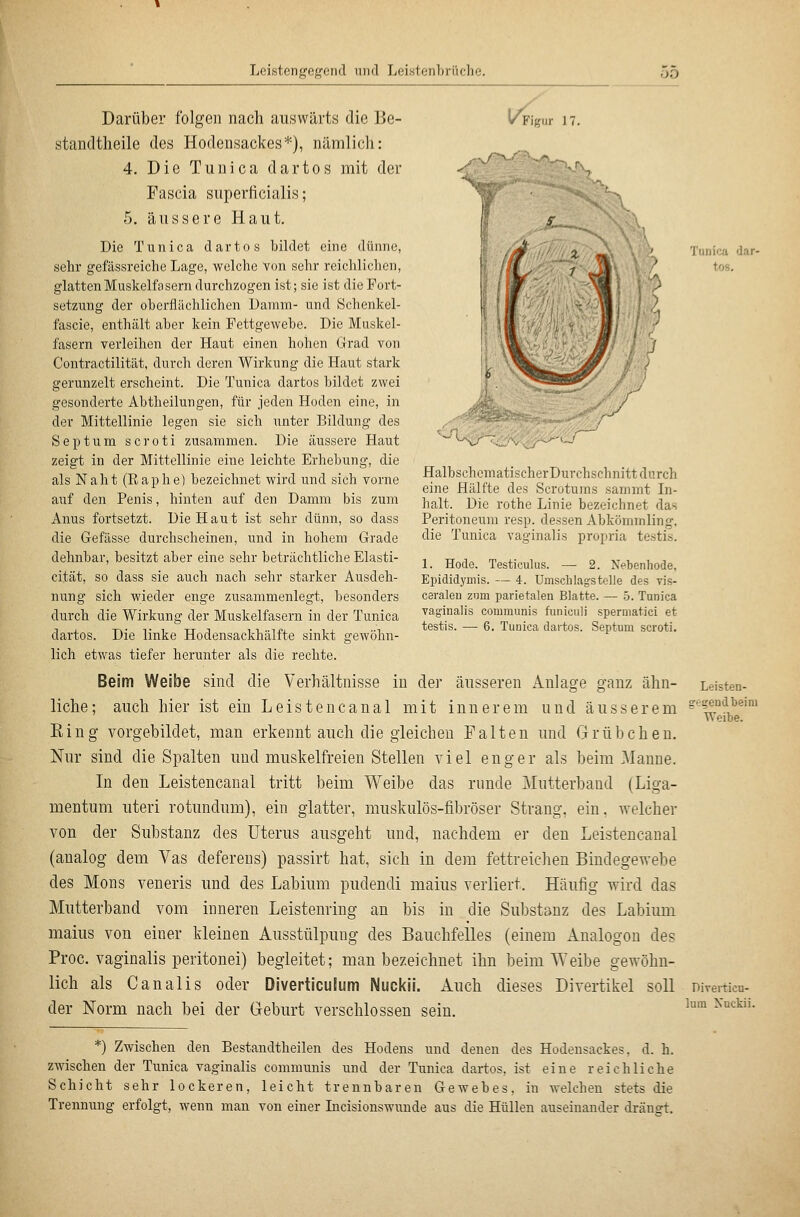 (/<« ur 17. Darüber folgen nach auswärts die Be- standtheile des Hodensackes*), nämlich: 4. Die Tunica dar tos mit der Fascia superficialis; 5. äussere Haut. Die Tunica dartos bildet eine dünne, sehr gefässreiche Lage, welche Von sehr reichlichen, glatten Muskelfasern durchzogen ist; sie ist die Fort- setzung der oberflächlichen Damm- und Schenkel- fascie, enthält aber kein Fettgewebe. Die Muskel- fasern verleihen der Haut einen hohen Grad von Contractilität, durch deren Wirkung die Haut stark gerunzelt erscheint. Die Tunica dartos bildet zwei gesonderte Abtheilungen, für jeden Hoden eine, in der Mittellinie legen sie sich unter Bildung des Septum scroti zusammen. Die äussere Haut zeigt in der Mittellinie eine leichte Erhebung, die als Naht (Eaphe) bezeichnet wird und sich vorne auf den Penis, hinten auf den Damm bis zum Anus fortsetzt. Die Haut ist sehr dünn, so dass die Gefässe durchscheinen, und in hohem Grade dehnbar, besitzt aber eine sehr beträchtliche Elasti- cität, so dass sie auch nach sehr starker Ausdeh- nung sich wieder enge zusammenlegt, besonders durch die Wirkung der Muskelfasern in der Tunica dartos. Die linke Hodensackhälfte sinkt gewöhn- lich etwas tiefer herunter als die rechte. Beim Weibe sind die Verhältnisse in der äusseren Anlage ganz ähn- liche; auch hier ist ein Leistencanal mit innerem und äusserem Ring vorgebildet, man erkennt auch die gleichen Falten und Grübchen. Nur sind die Spalten und muskelfreien Stellen viel enger als beim Manne. In den Leistencanal tritt beim Weibe das runde Mutterband (Liga- mentum uteri rotundum), ein glatter, muskulös-fibröser Strang, ein, welcher von der Substanz des Uterus ausgeht und, nachdem er den Leistencanal (analog dem Vas defereus) passirt hat, sich in dem fettreichen Bindegewebe des Mons veneris und des Labium pudendi malus verliert. Häufig wird das Mutterband vom inneren Leistenriug an bis in die Substanz des Labium malus von einer kleinen Ausstülpung des Bauchfelles (einem Analogou des Proc. vaginalis peritonei) begleitet; man bezeichnet ihn beim Weibe gewöhn- lich als Canalis oder Diverticulum Nuckii. Auch dieses Divertikel soll der Norm nach bei der Geburt verschlossen sein. -/vcy HalbschematischerDurchschnitt durch eine Hälfte des Scrotums sammt In- halt. Die rothe Linie bezeichnet das Peritoneum resp. dessen Abkömmling, die Tunica vaginalis propria testis. 1. Hode. Testiculus. — 2. Nebenhode, Epididymis. — 4. Umschlagstelle des vis- ceraleu znm parietalen Blatte. — b. Tunica vaginalis communis funiculi spermatici et testis. — 6. Tuuioa dartos. Septum scroti. *) Zwischen den Bestandtheilen des Hodens und denen des Hodensackes, d. h. zwischen der Tunica vaginalis communis und der Tunica dartos, ist eine reichliche Schicht sehr lockeren, leicht trennbaren Gewebes, in welchen stets die Trennung erfolgt, wenn man von einer Incisionswunde aus die Hüllen auseinander drängt. Tunica dar- tos. Leisten- gegend beim Weibe. Diverticu- lum Nuckii.