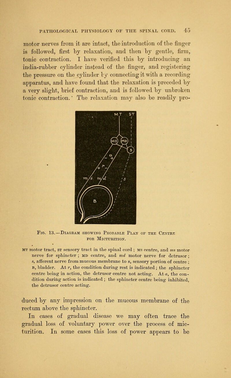 motor nerves from it are intact, the introduction of the finger is followed, first by relaxation, and then by gentle, firm, tonic contraction. I have verified this by introducing an india-rubber cylinder instead of the finger, and registering the pressure on the cylinder by connecting it with a recording apparatus, and have found that the relaxation is preceded by a very slight, brief contraction, and is followed by unbroken tonic contraction.' The relaxation may also be readily pro- FlG. 18.—DlAGEAM SHOWING PeOBABLE PlAN OF THE CeNTEE FOE MlCTUEITION. mt motor tract, ST sensory tract in the spinal cord ; ms centre, and ms motor nerve for sphincter ; md centre, and md motor nerve for detrusor ; s, afferent nerve from mucous membrane to s, sensory portion of centre ; b, bladder. At r, the condition during rest is indicated; the sphincter centre being in action, the detrusor centre not acting. At a, the con- dition during action is indicated ; the sphincter centre being inhibited, the detrusor centre acting. duced by any impression on the mucous membrane of the rectum above the sphincter. In cases of gradual disease we may often trace the gradual loss of voluntary power over the process of mic- turition. In some cases this loss of power appears to be