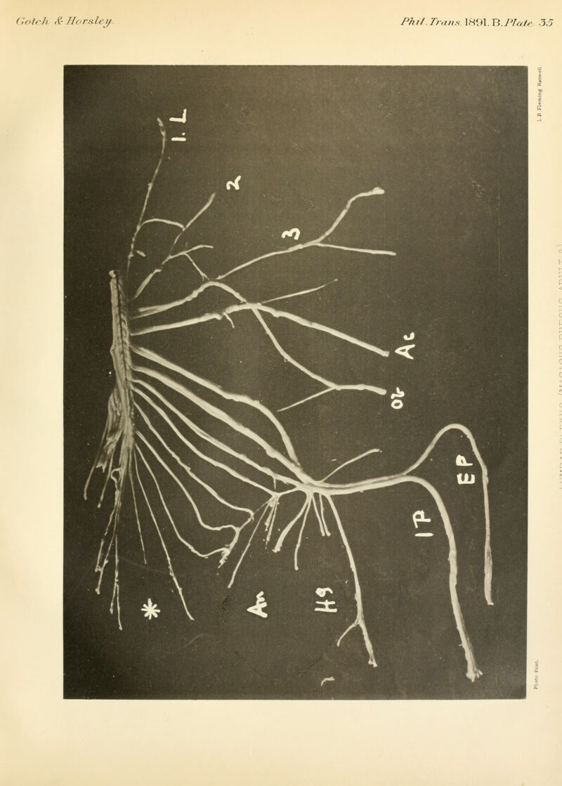 froTrh (^- florslei/-. Phil.Tnms 1891.B.P/«fe 35